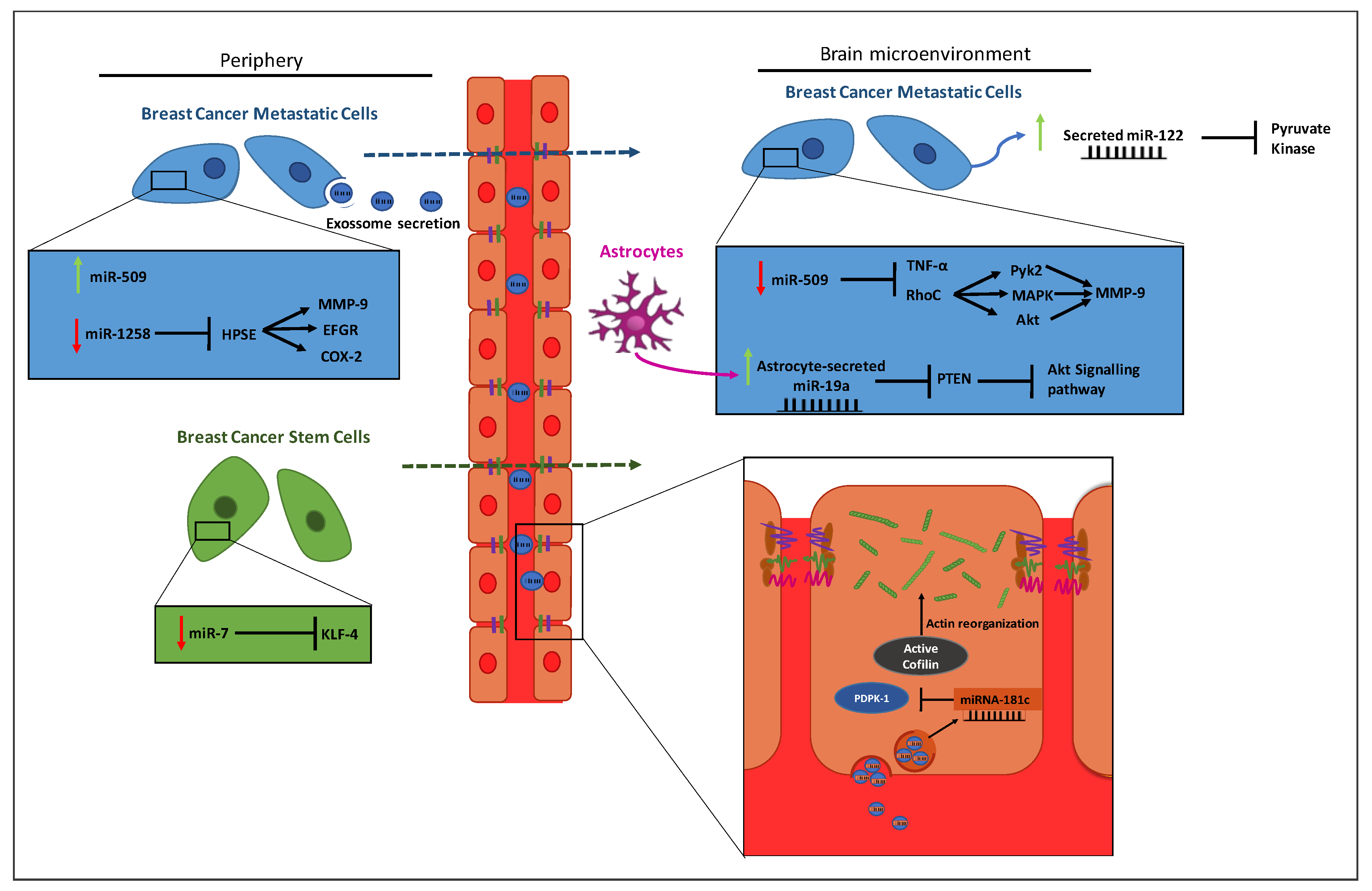 Cells 09 01790 g002 Cells 09 01790 g002