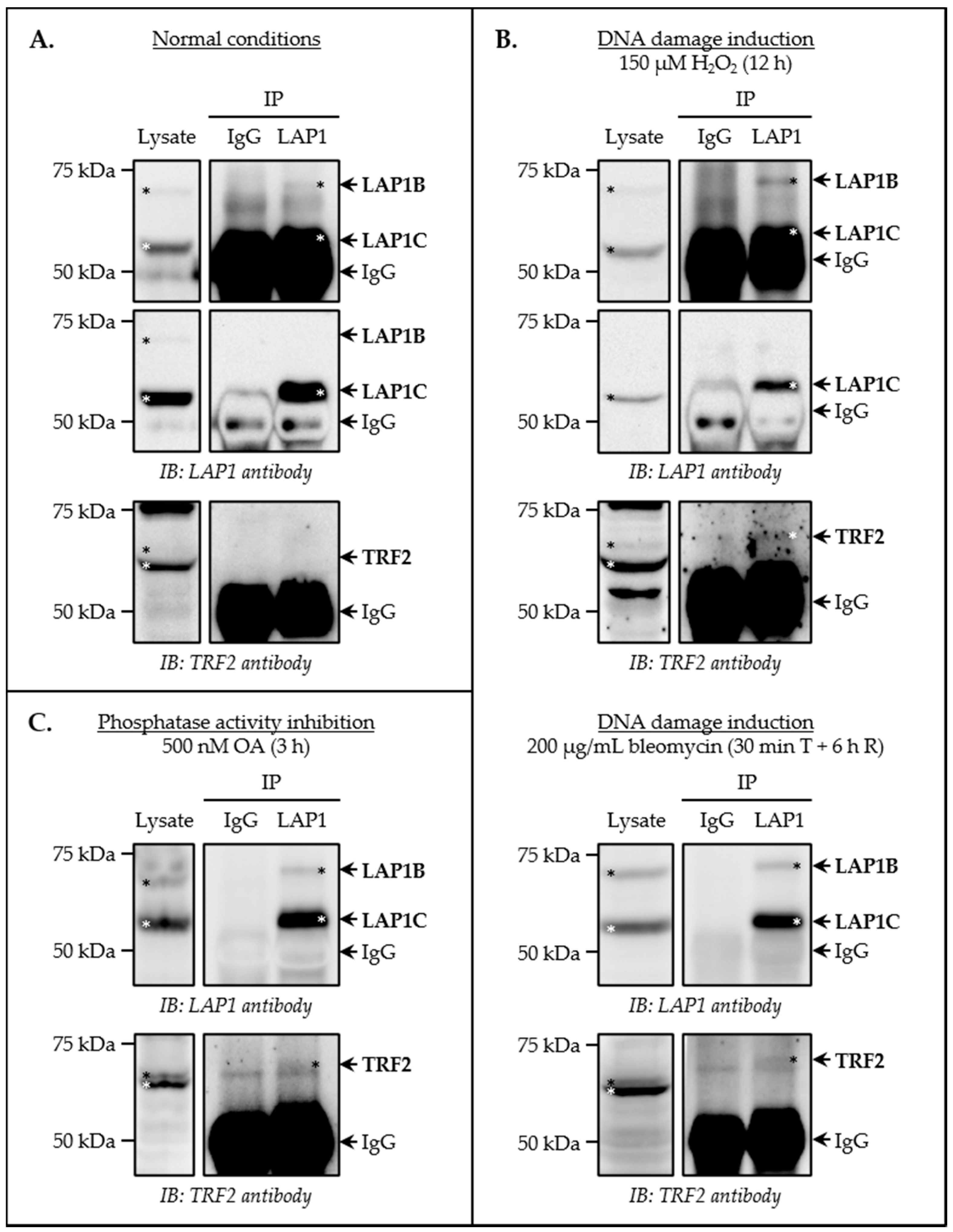 Cells 09 01804 g003