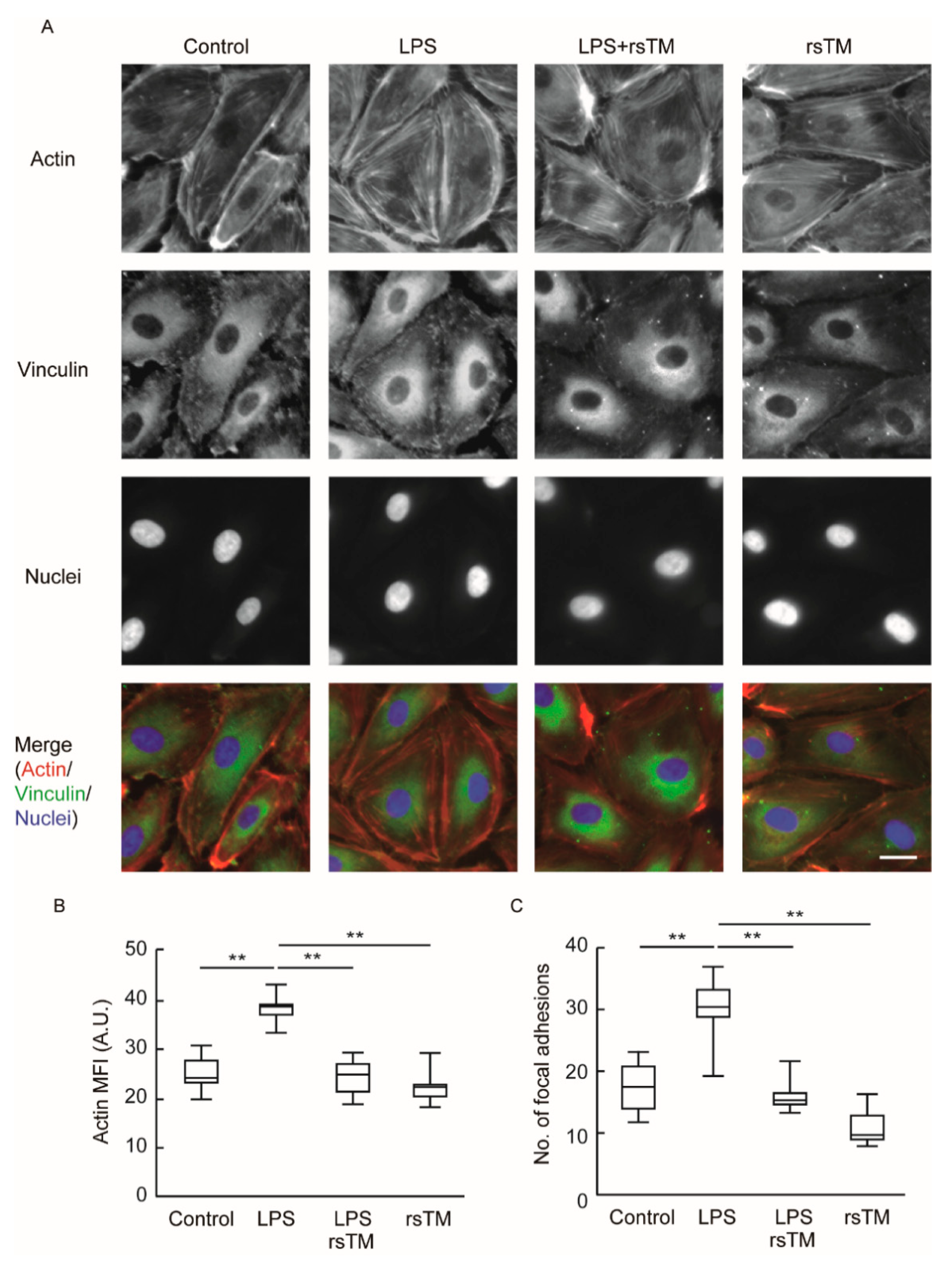 Cells 09 01811 g003 Cells 09 01811 g003