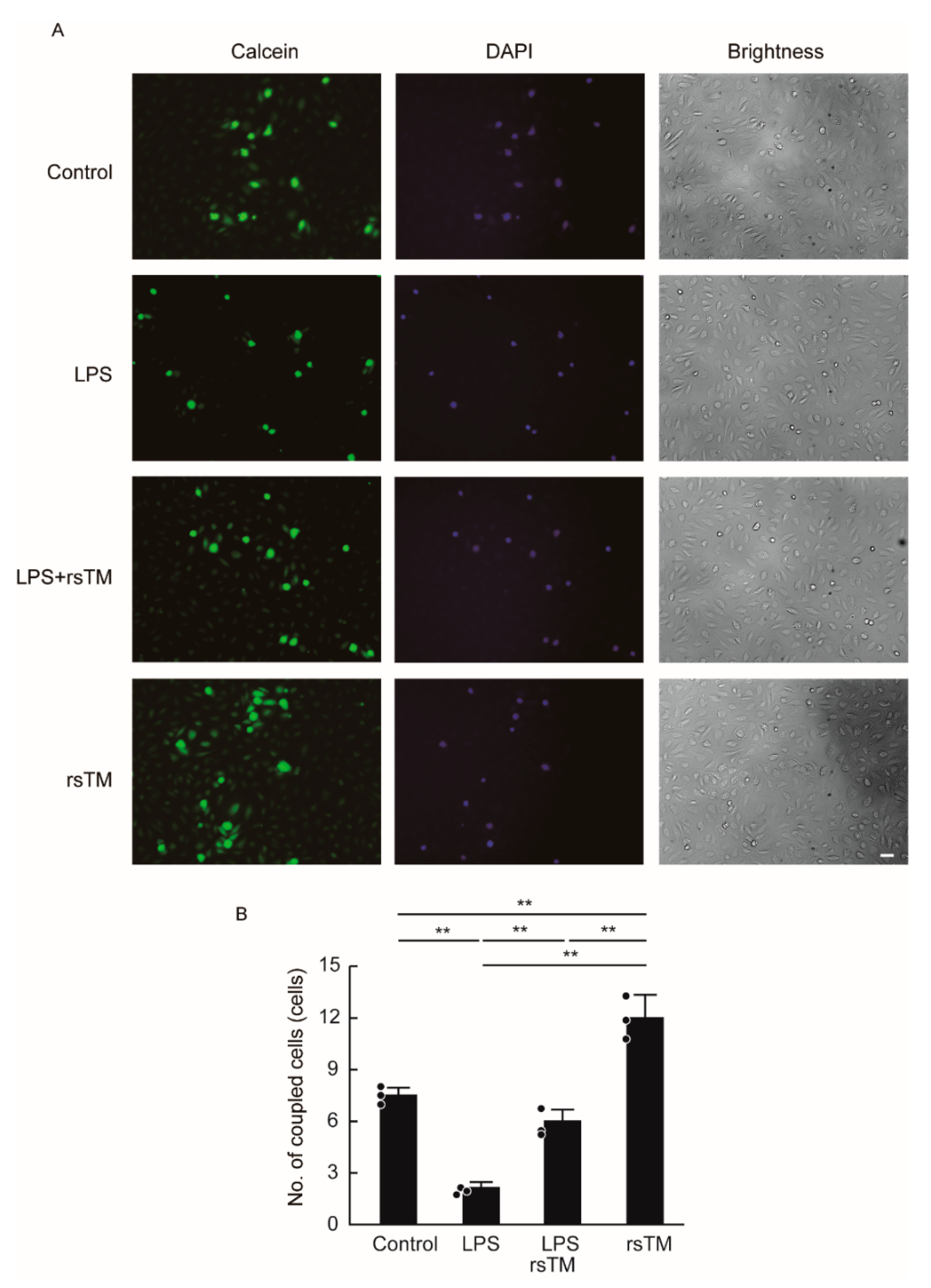 Cells 09 01811 g004 Cells 09 01811 g004