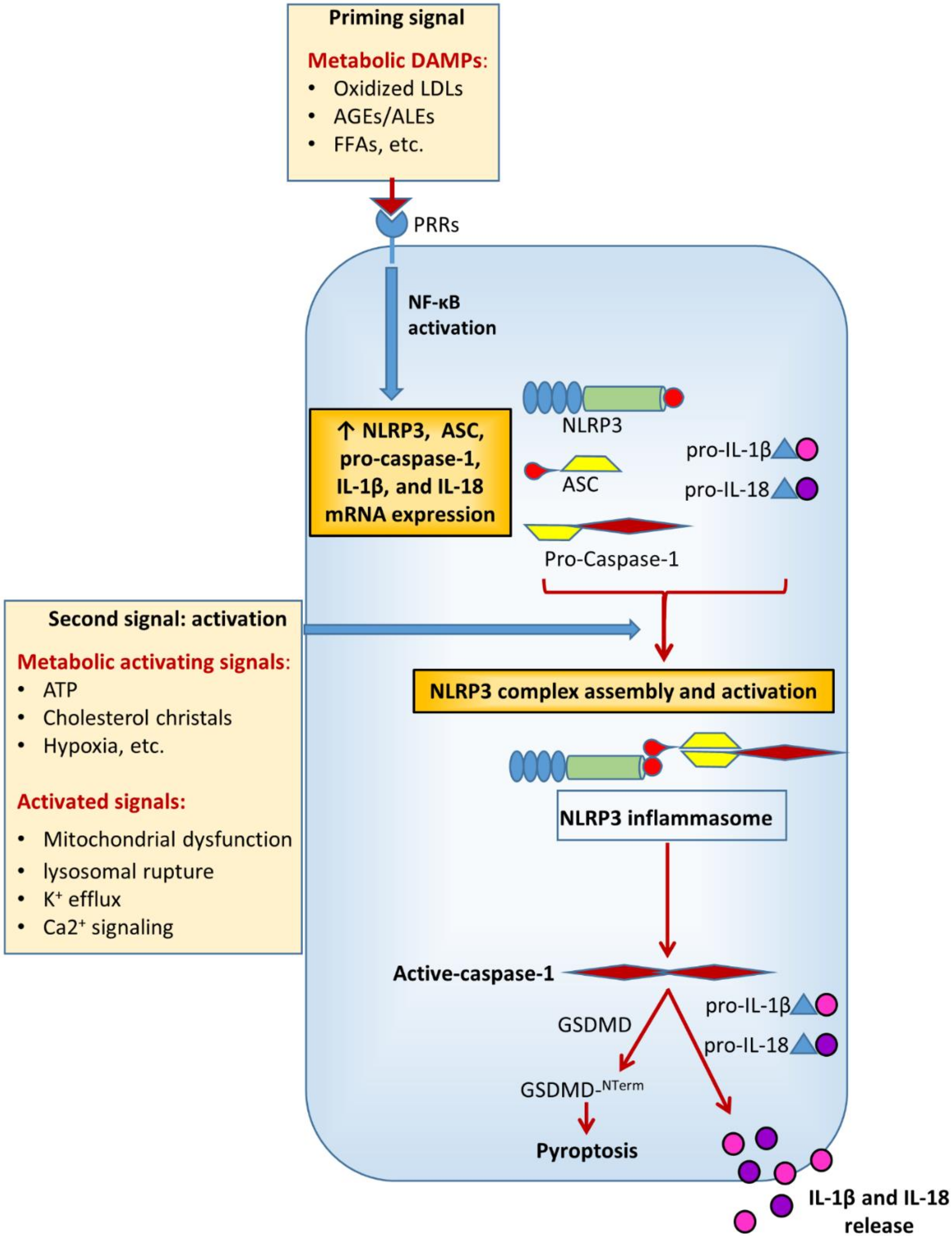 Cells 09 01812 g002 Cells 09 01812 g002