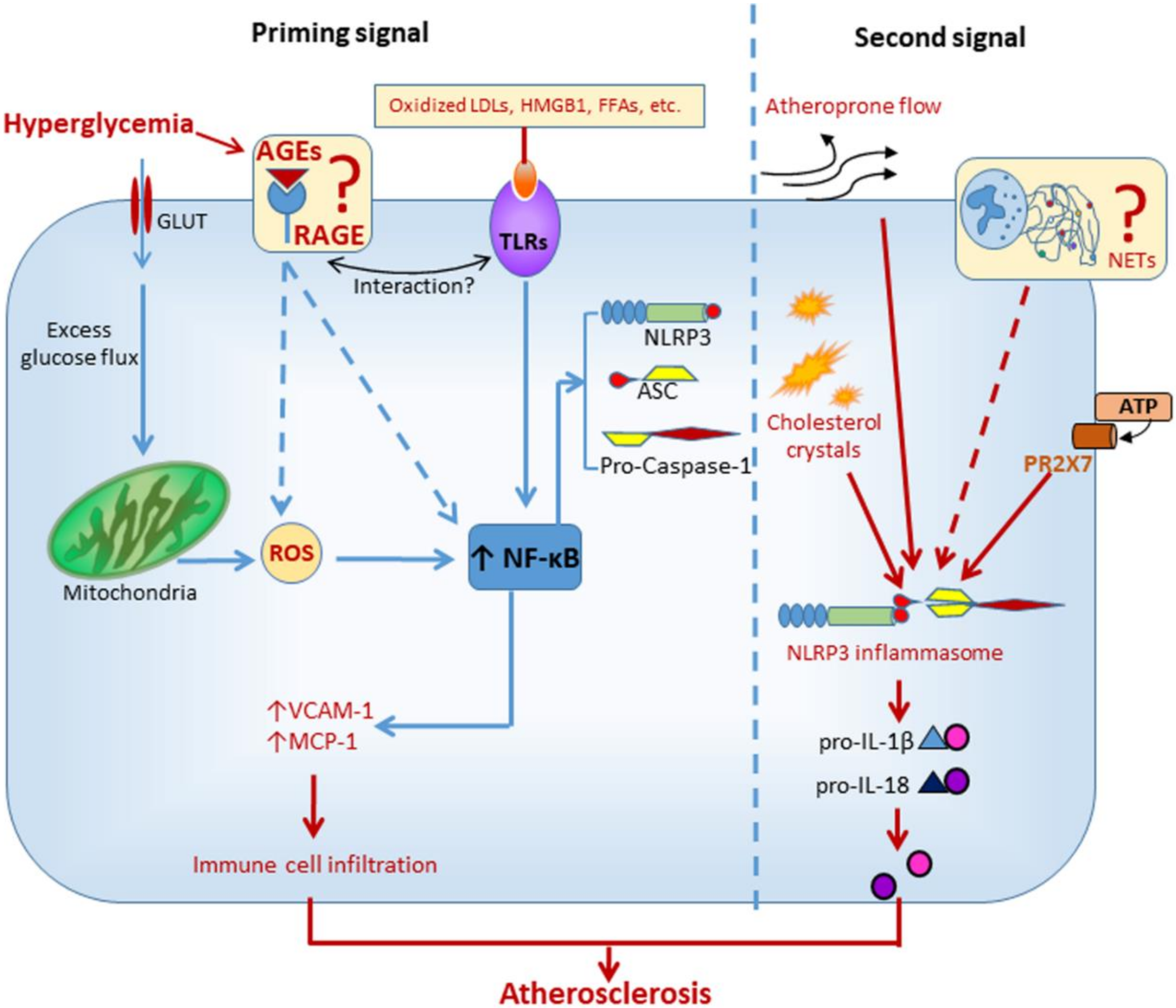 Cells 09 01812 g003 Cells 09 01812 g003