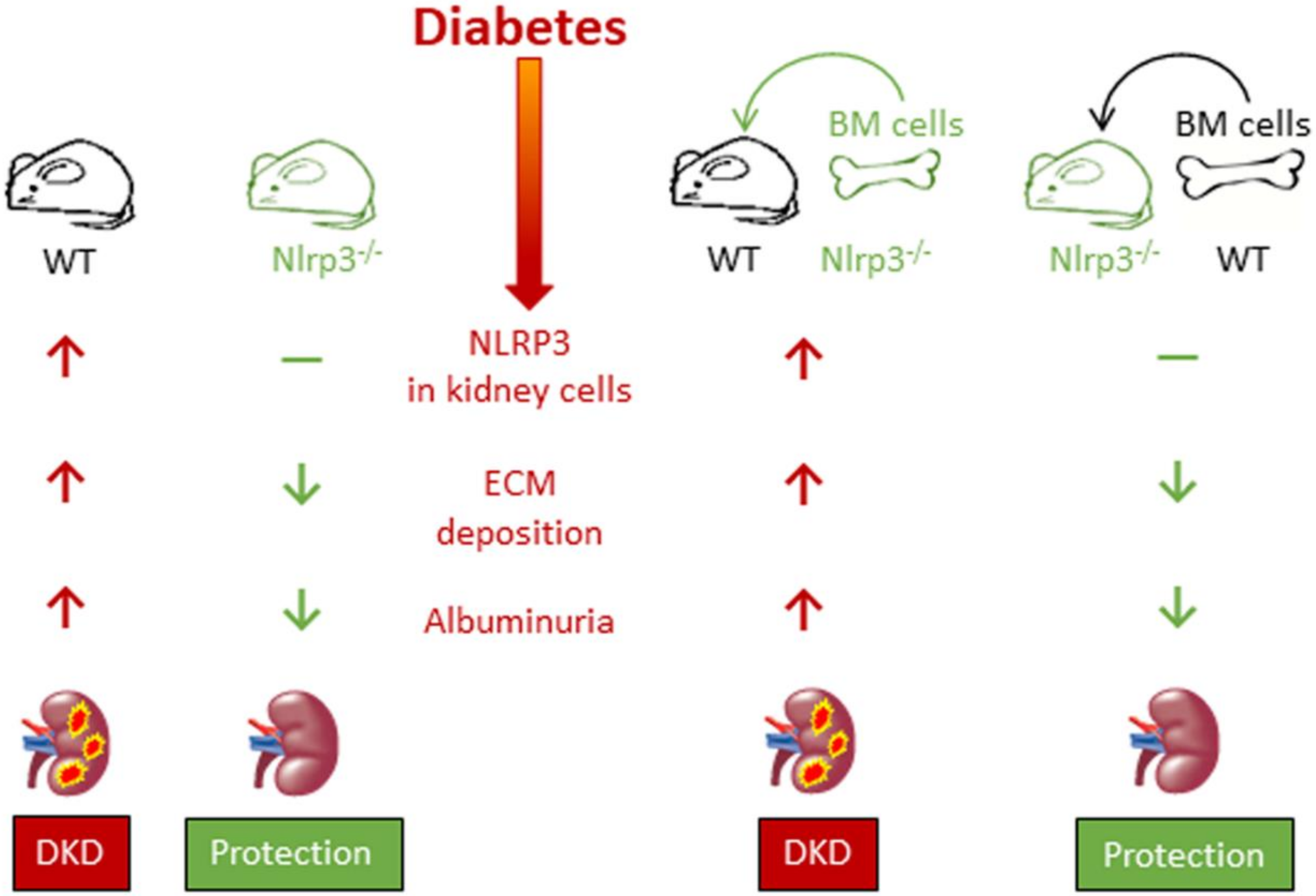 Cells 09 01812 g004 Cells 09 01812 g004