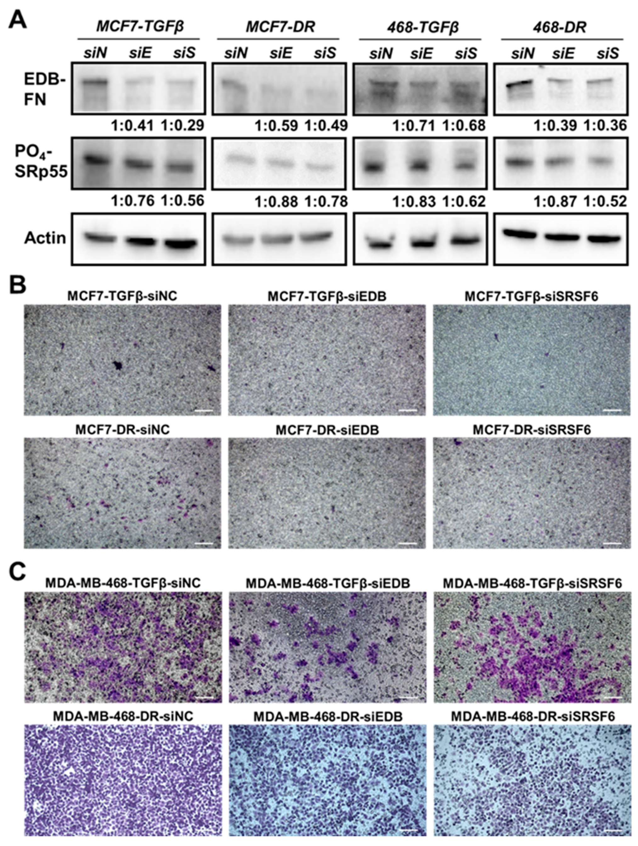 Cells 09 01826 g005 Cells 09 01826 g005