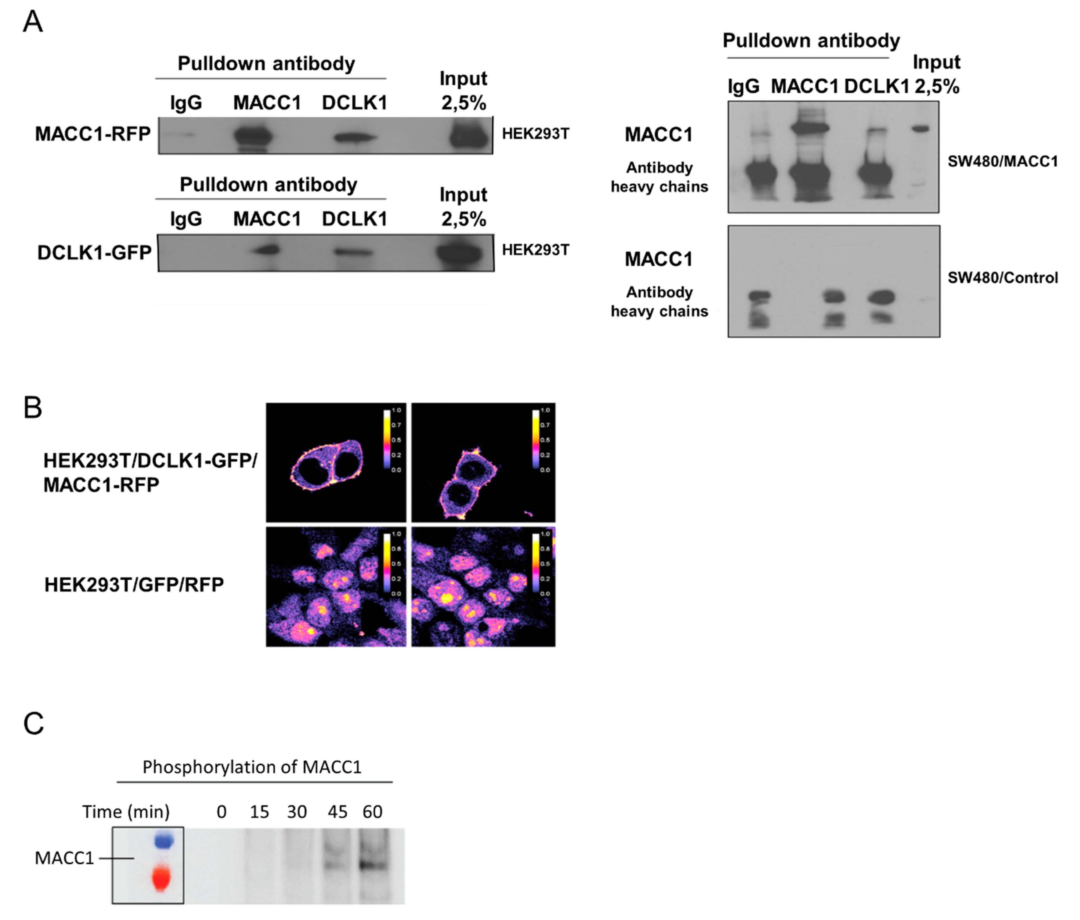 Cells 09 01829 g005