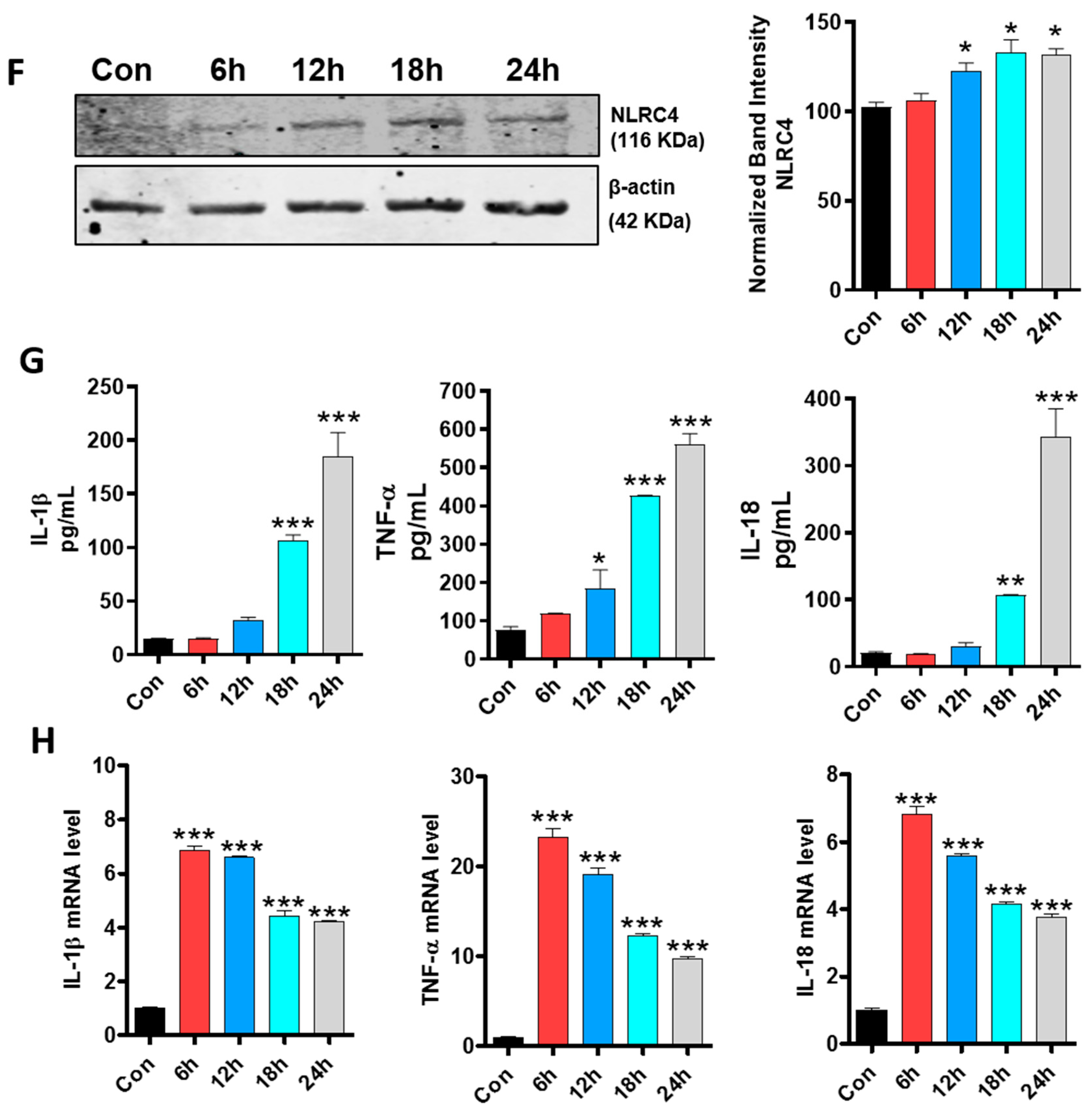 Cells 09 01831 g002b Cells 09 01831 g002b