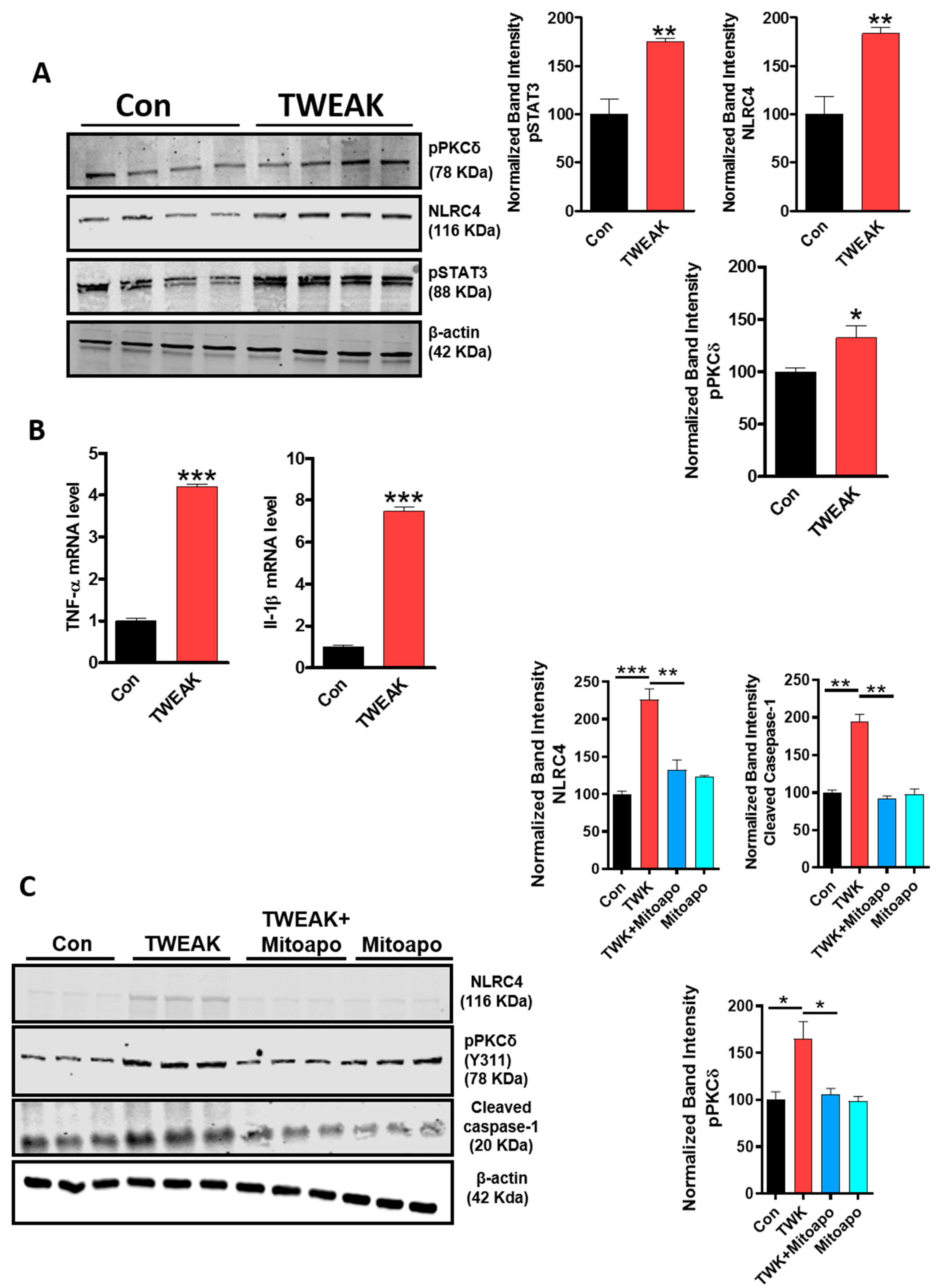 Cells 09 01831 g003 Cells 09 01831 g003