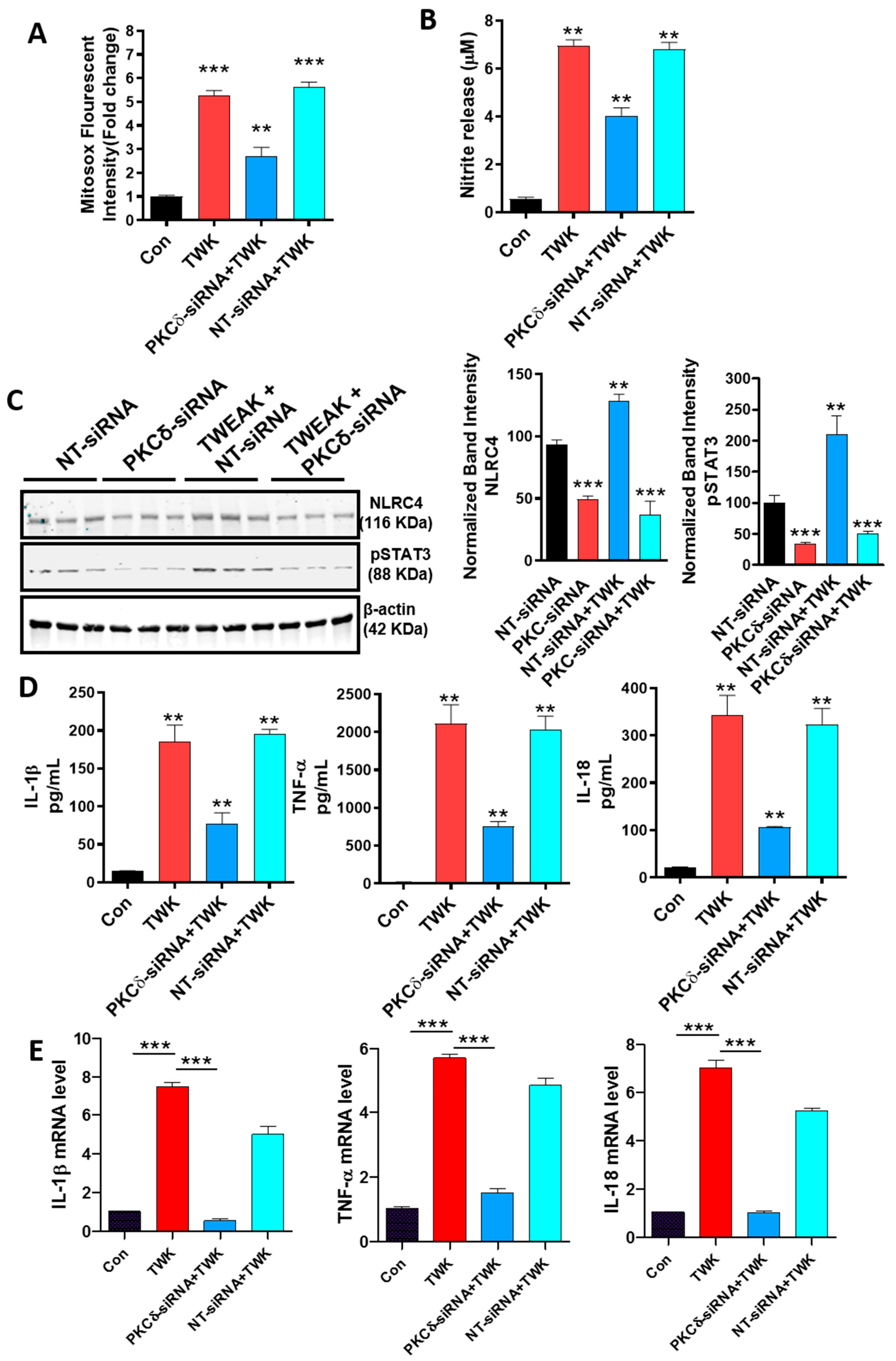 Cells 09 01831 g004 Cells 09 01831 g004