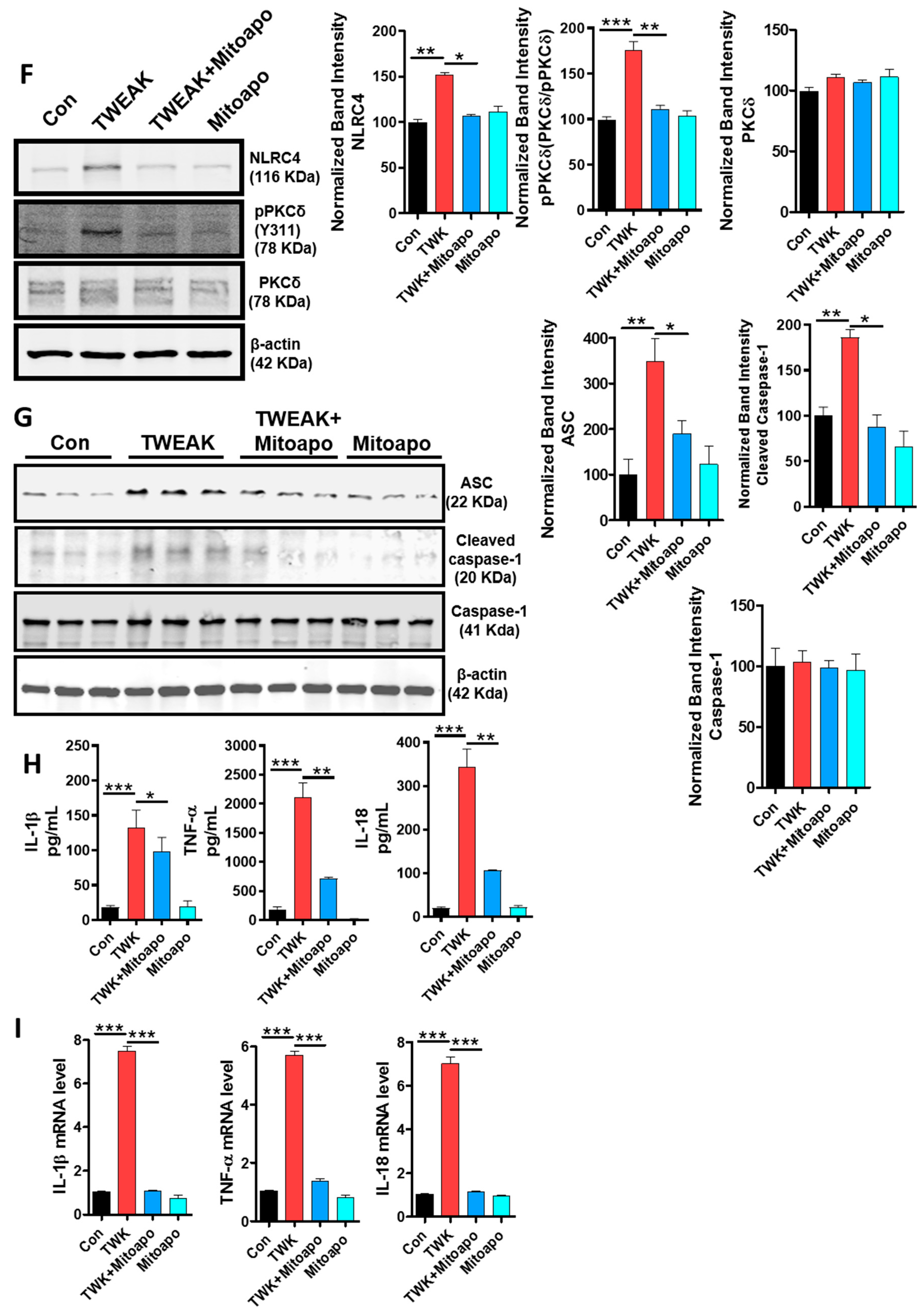 Cells 09 01831 g005b Cells 09 01831 g005b