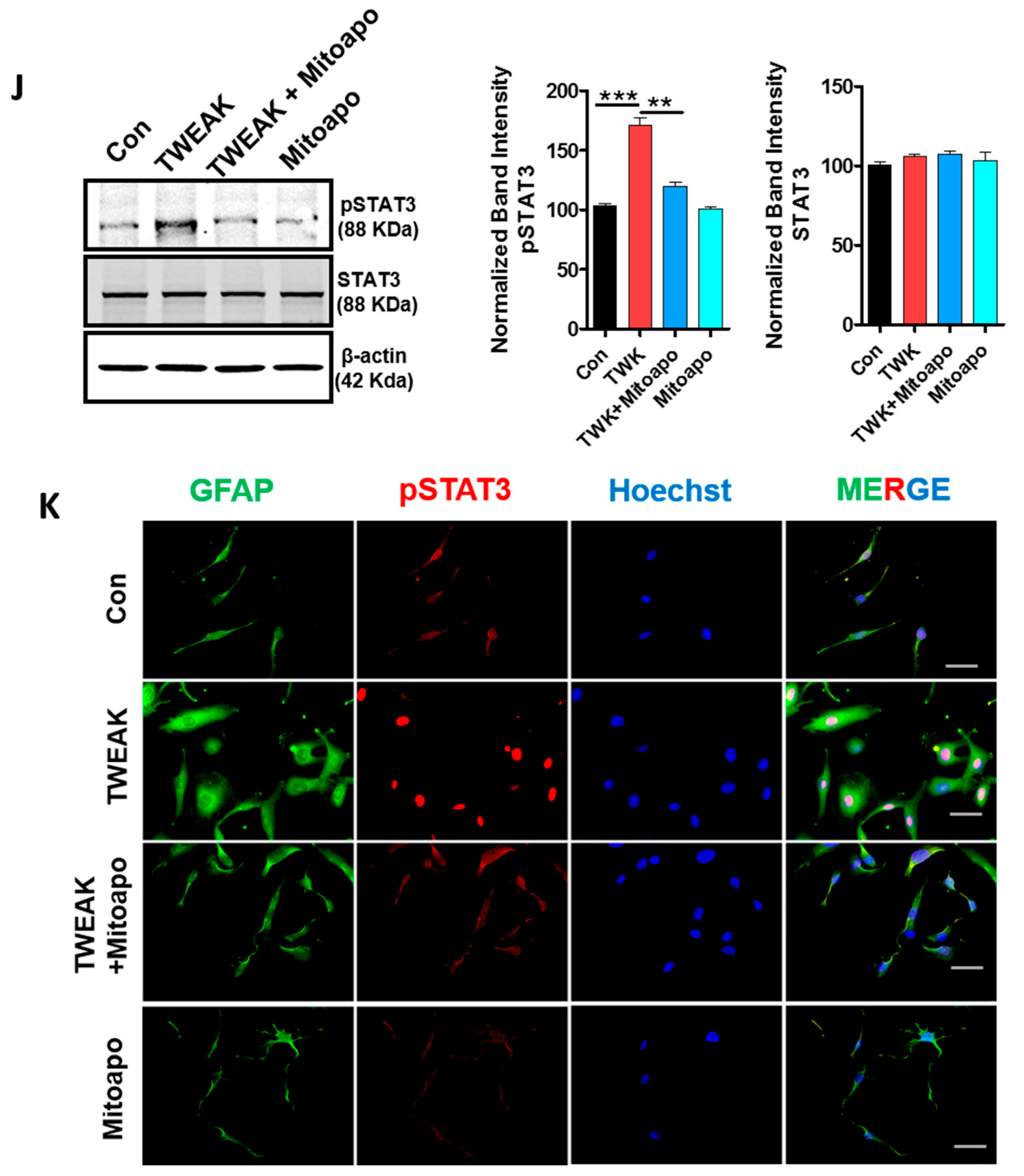 Cells 09 01831 g005c Cells 09 01831 g005c