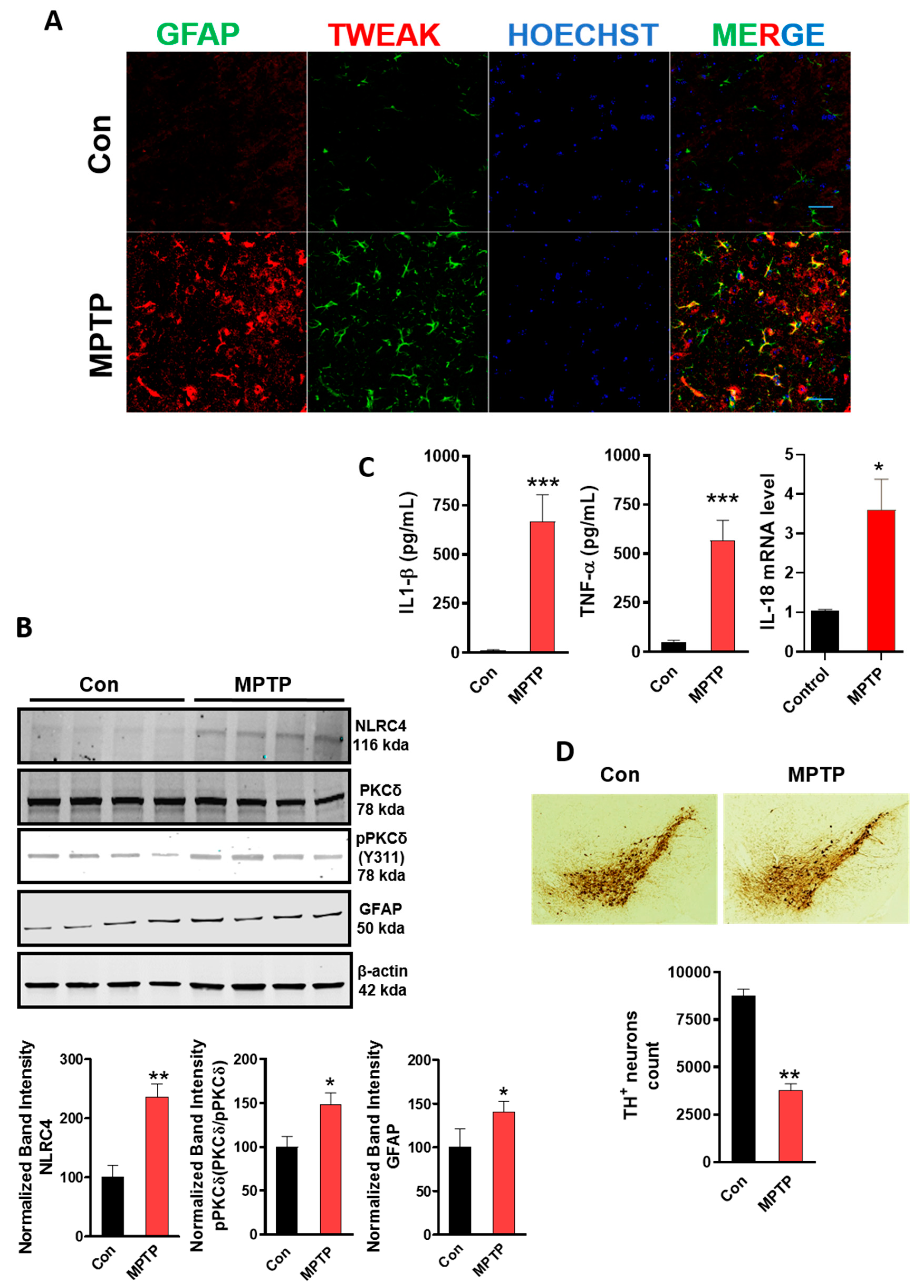 Cells 09 01831 g007a Cells 09 01831 g007a