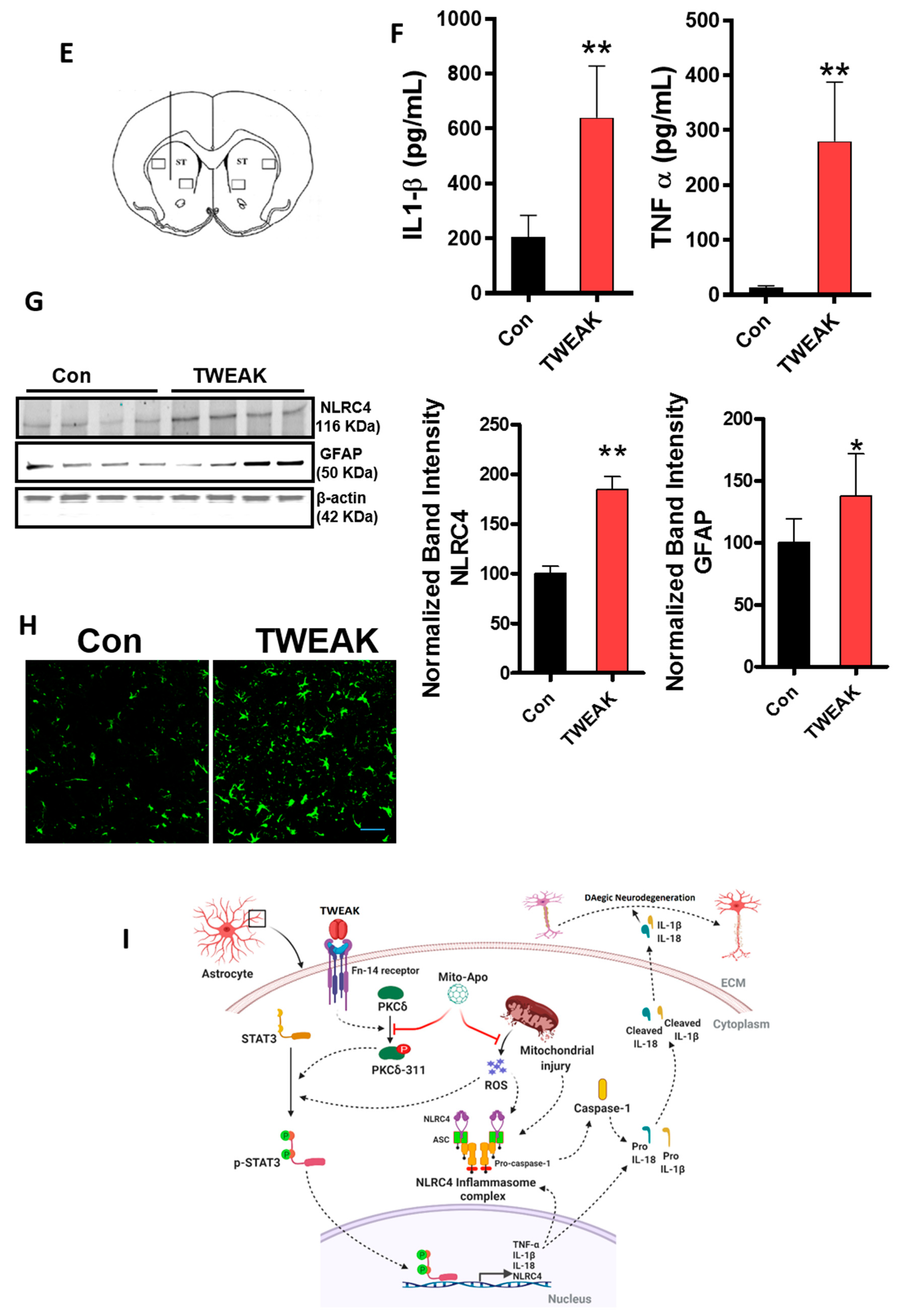 Cells 09 01831 g007b Cells 09 01831 g007b