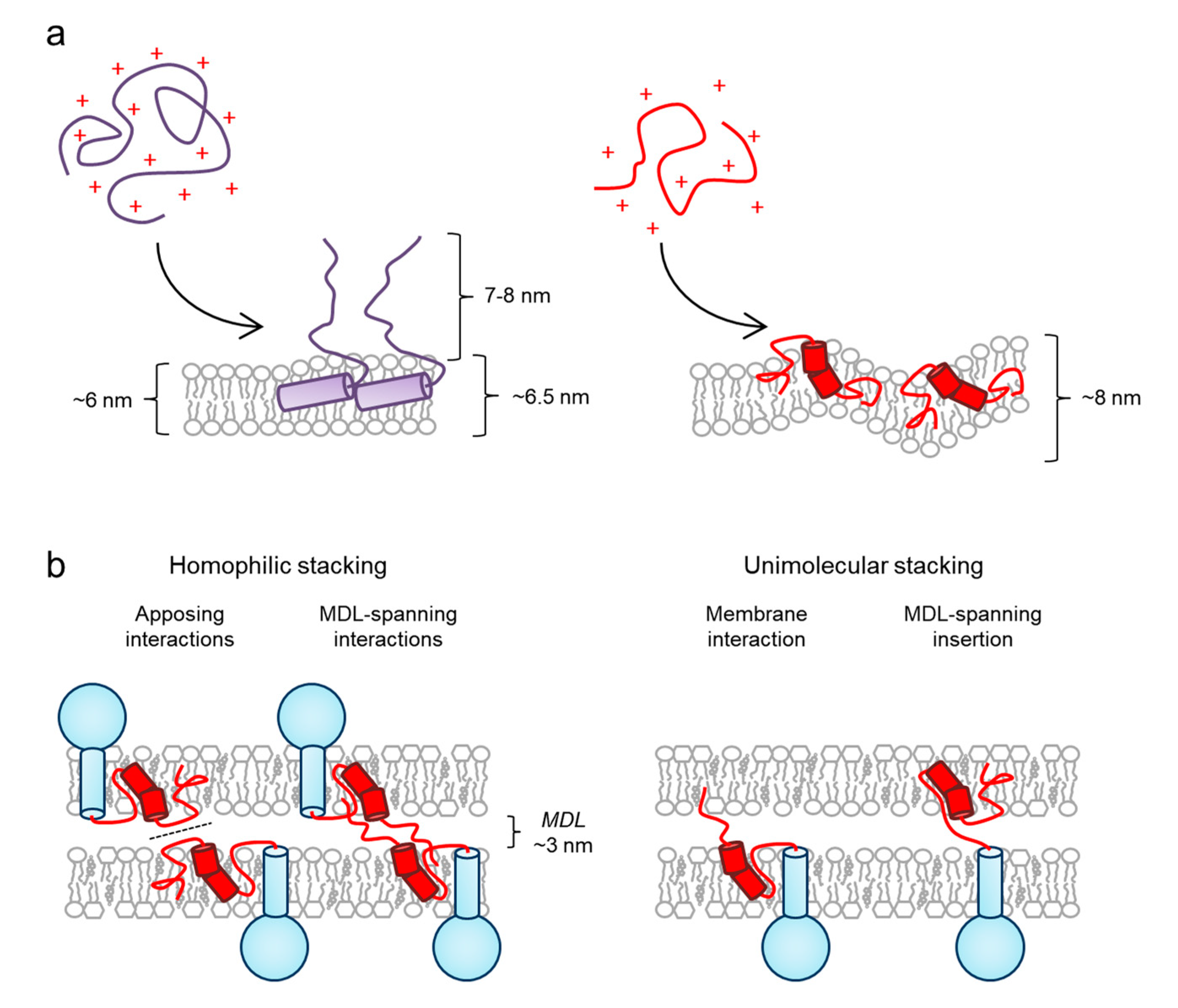 Cells 09 01832 g003 Cells 09 01832 g003