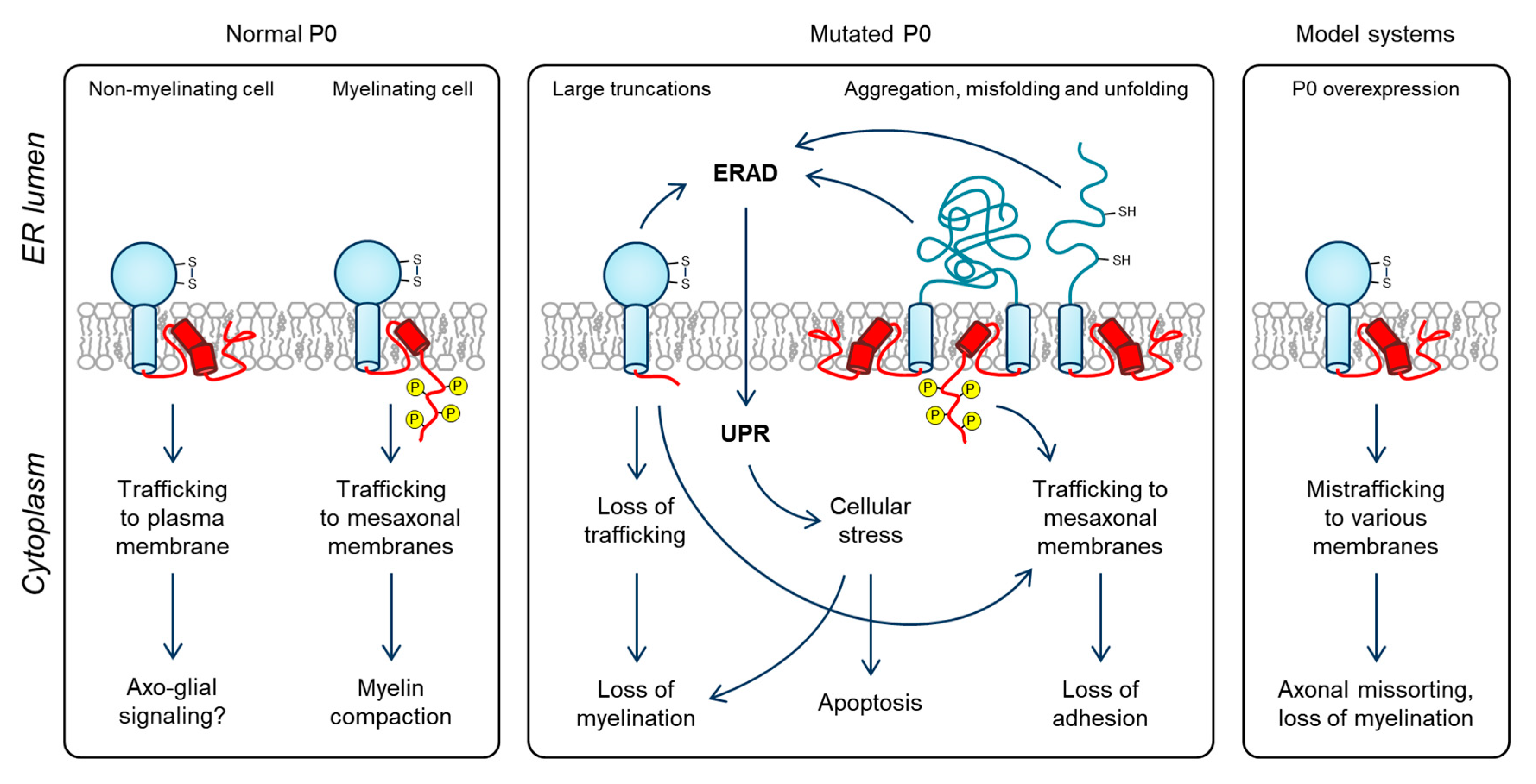 Cells 09 01832 g005 Cells 09 01832 g005