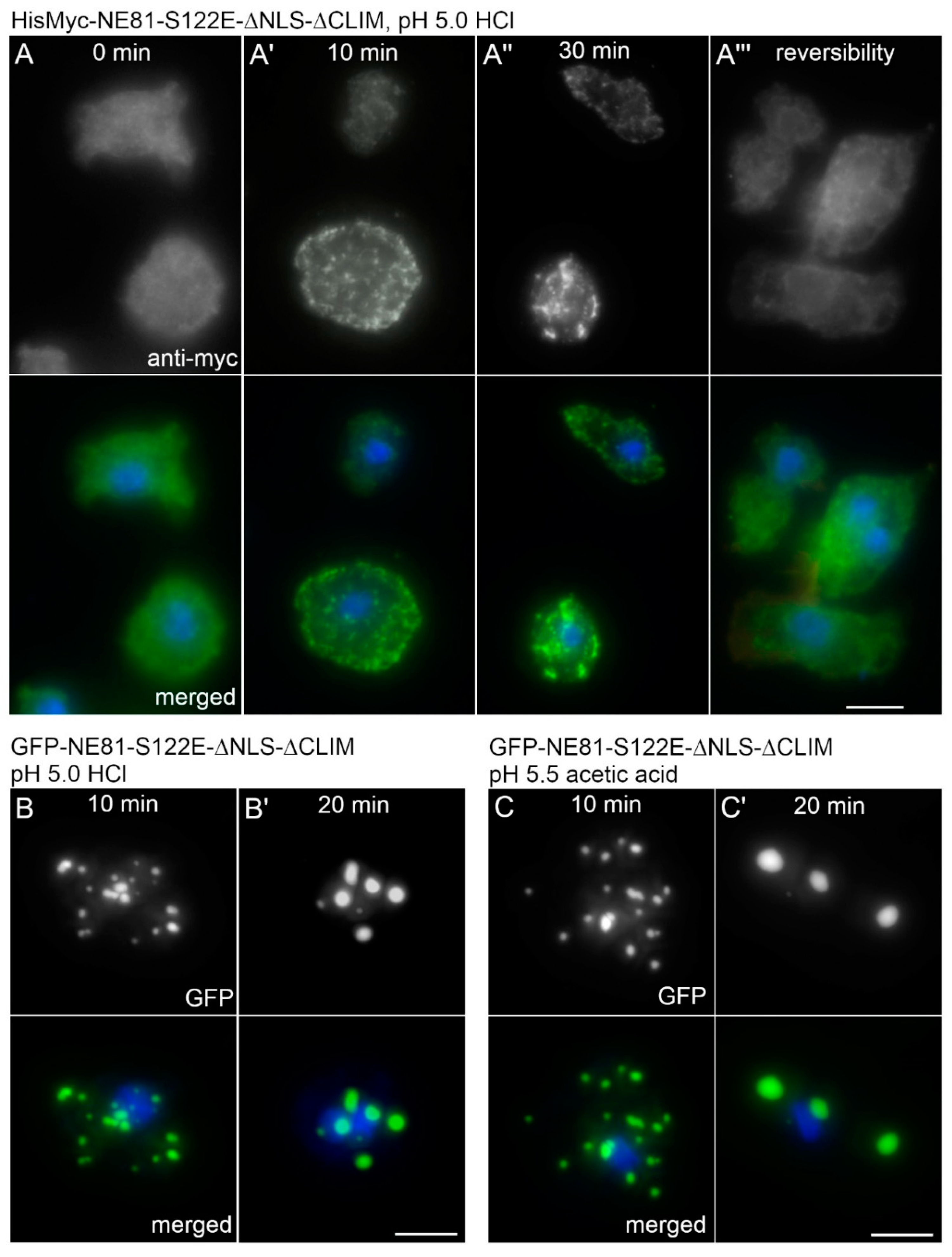 Cells 09 01834 g006