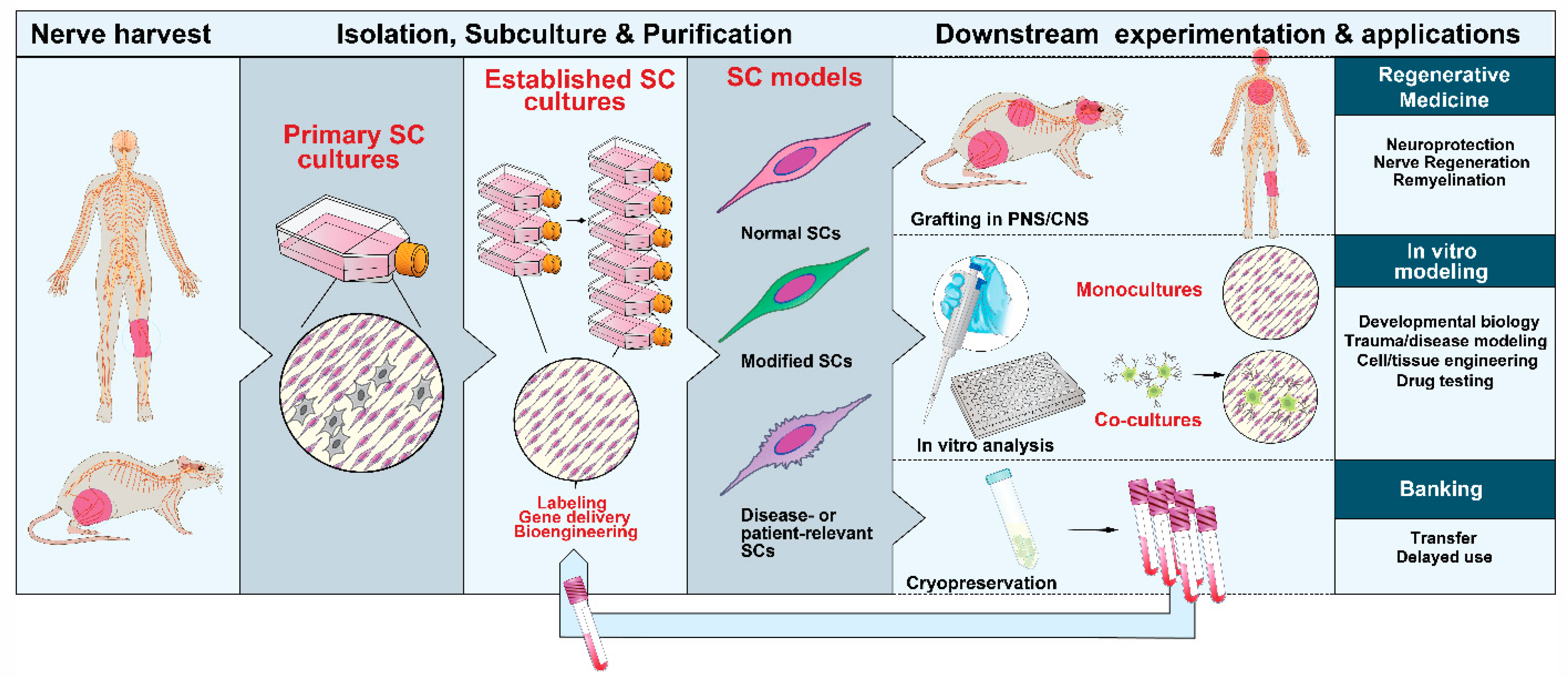 Human skin reconstitution in the cell-sorted skin equivalent (CeSSE)