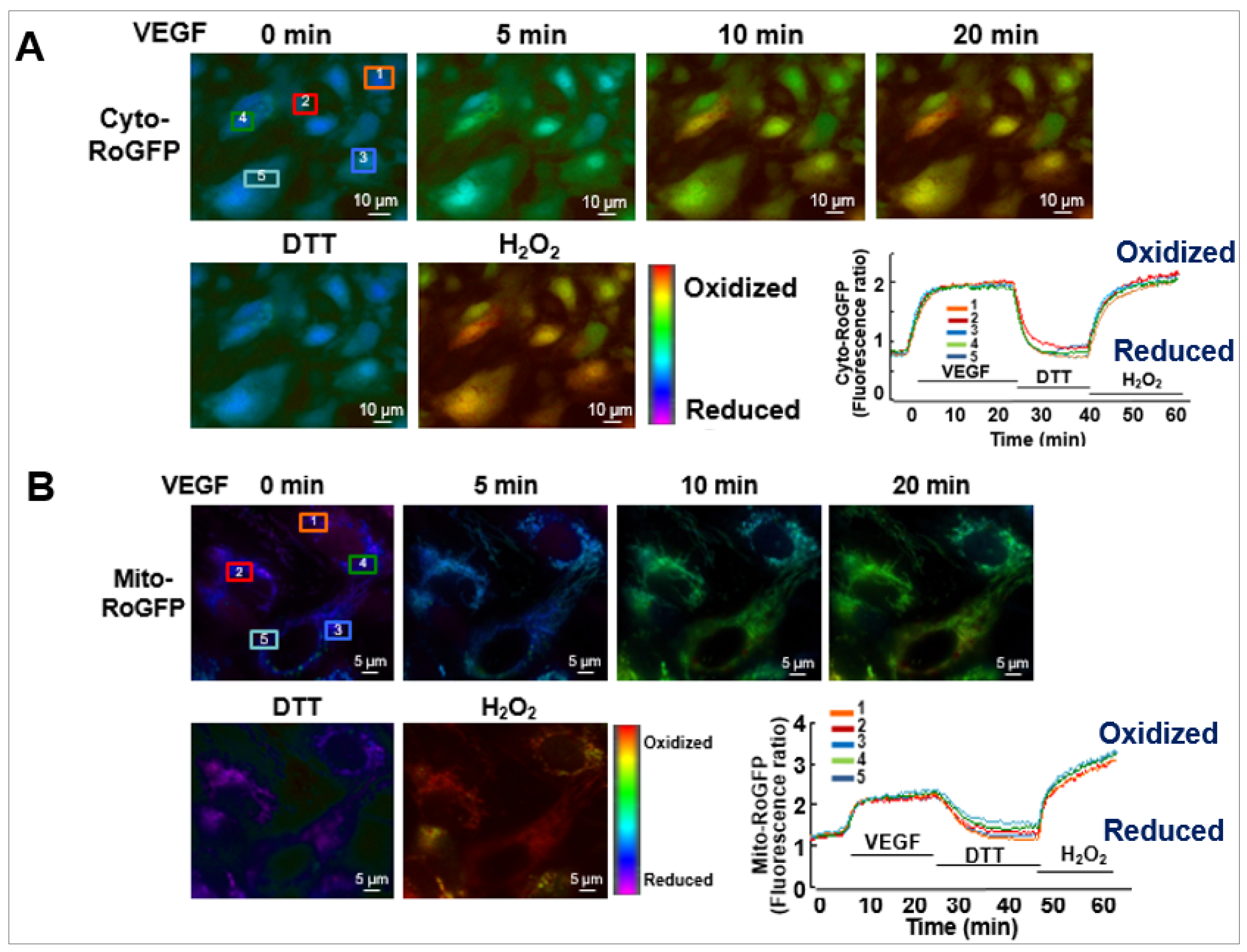 Cells 09 01849 g004 Cells 09 01849 g004