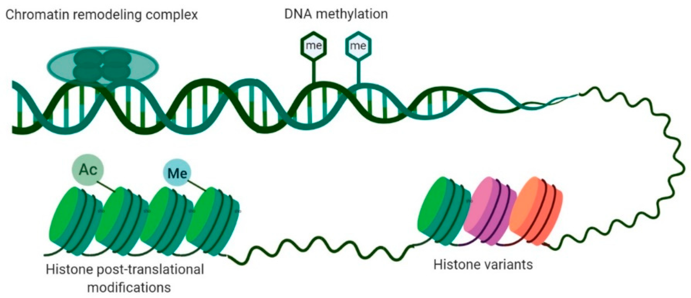 DNA Methylation as a Therapeutic Target for ... Biology Diagrams