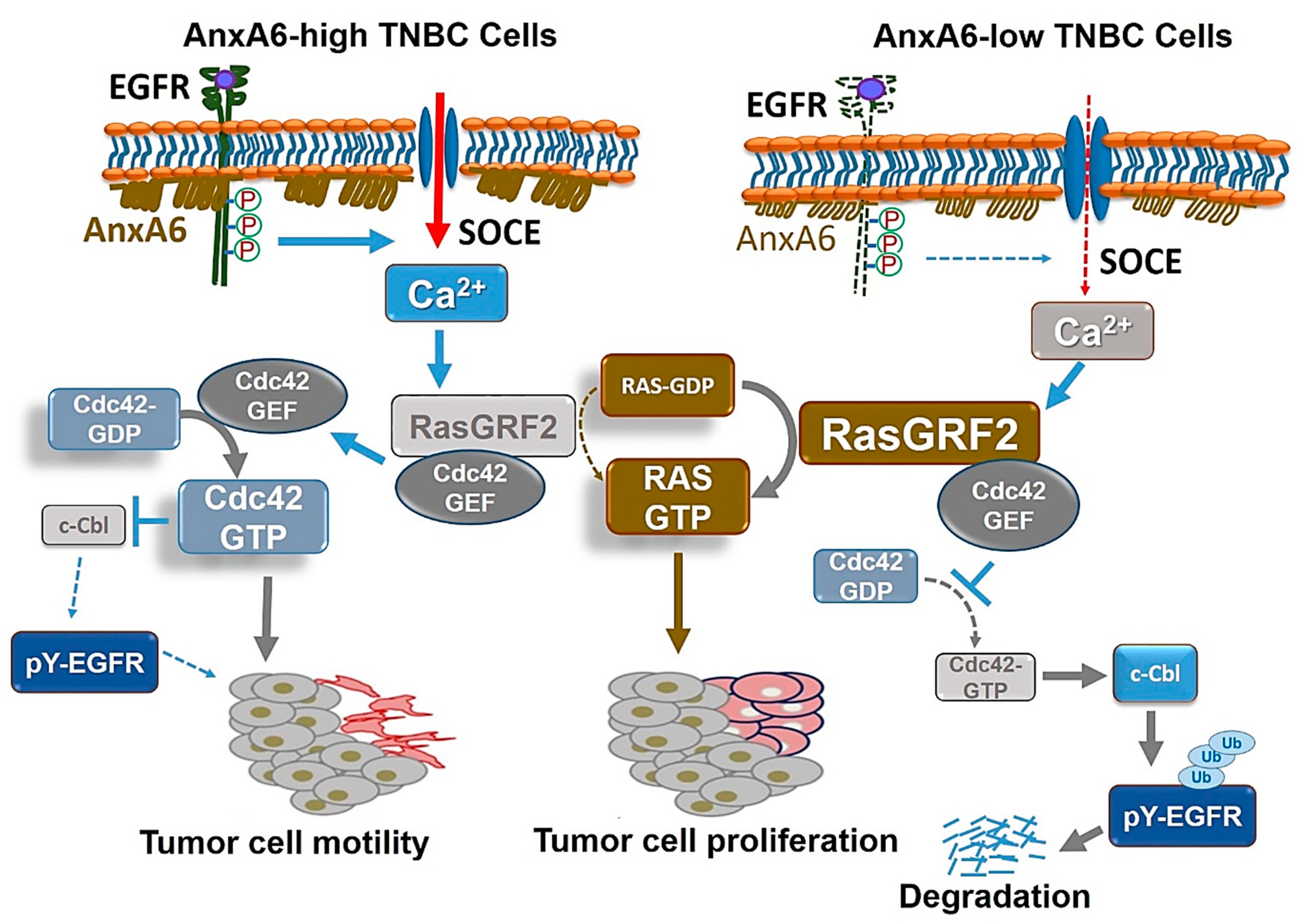 Cells 09 01855 g002 Cells 09 01855 g002