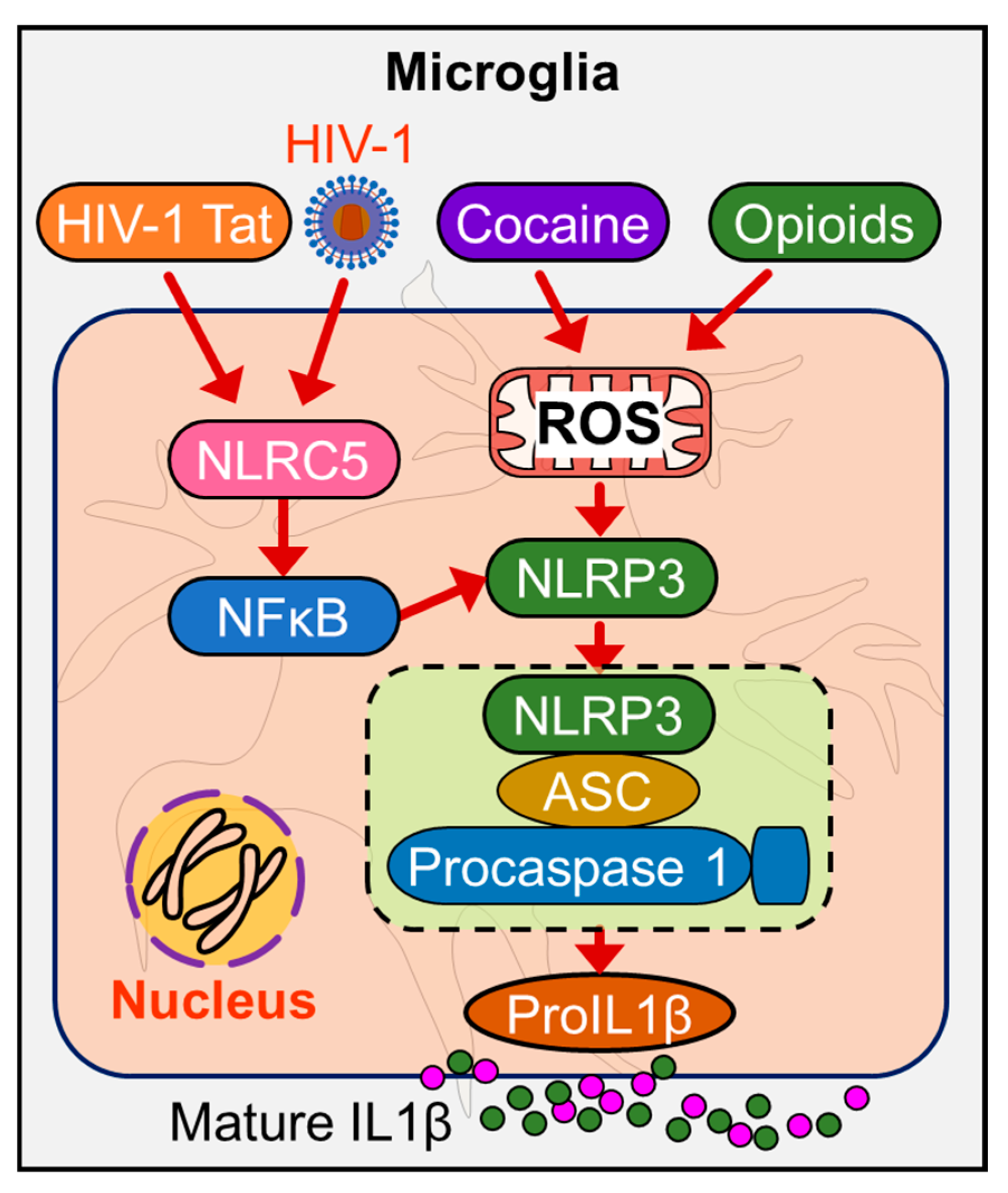 Cells 09 01857 g002 Cells 09 01857 g002