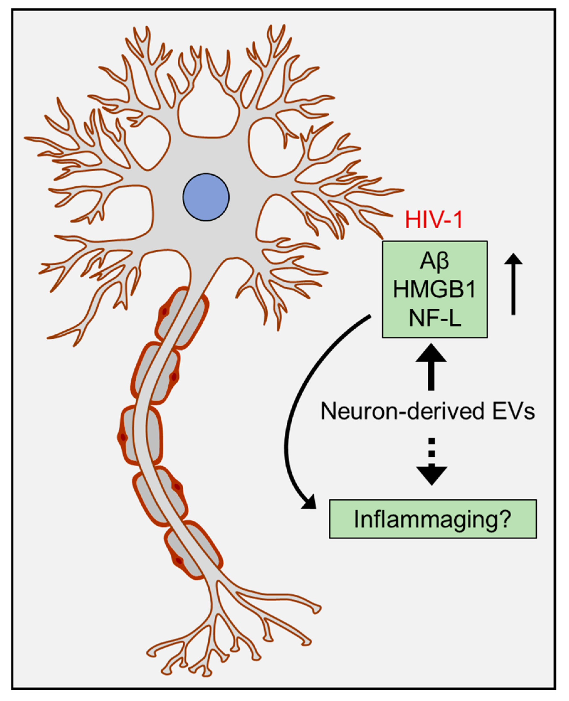 Cells 09 01857 g003 Cells 09 01857 g003