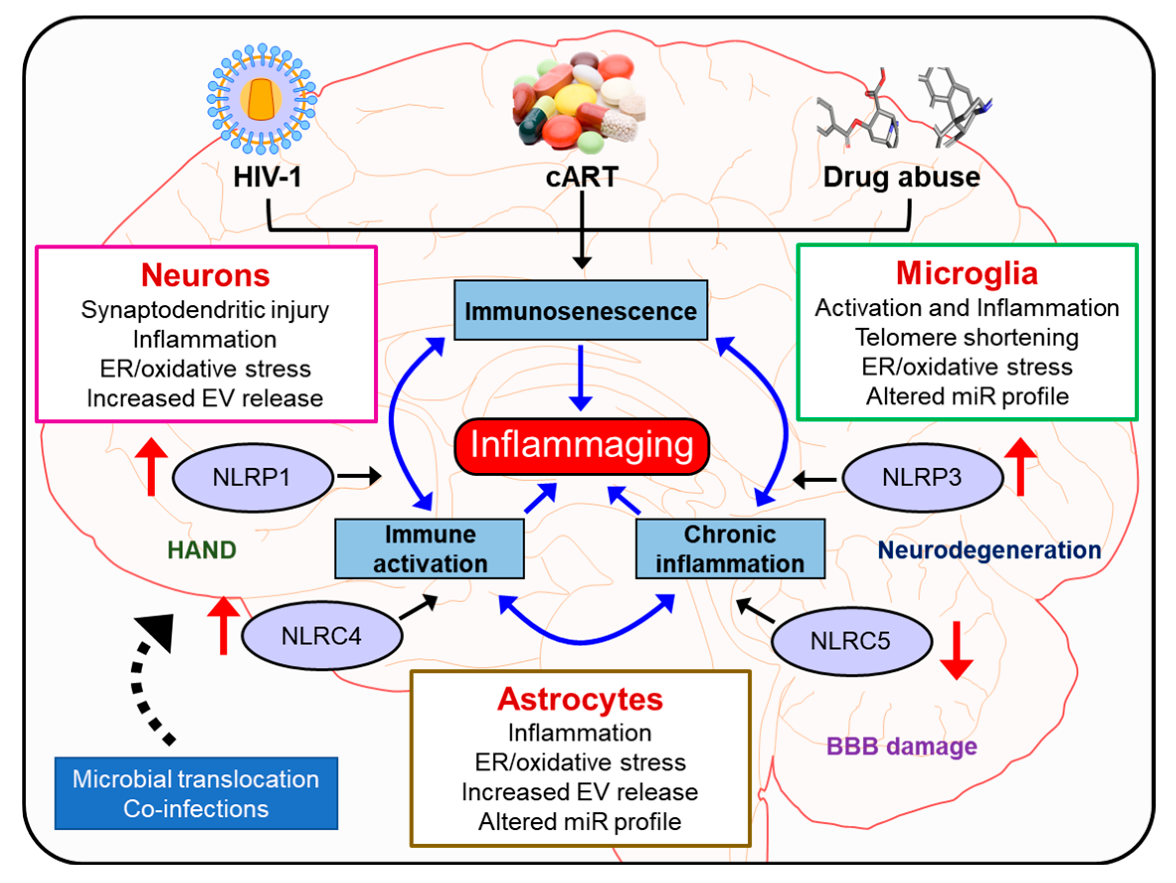 Cells 09 01857 g004 Cells 09 01857 g004