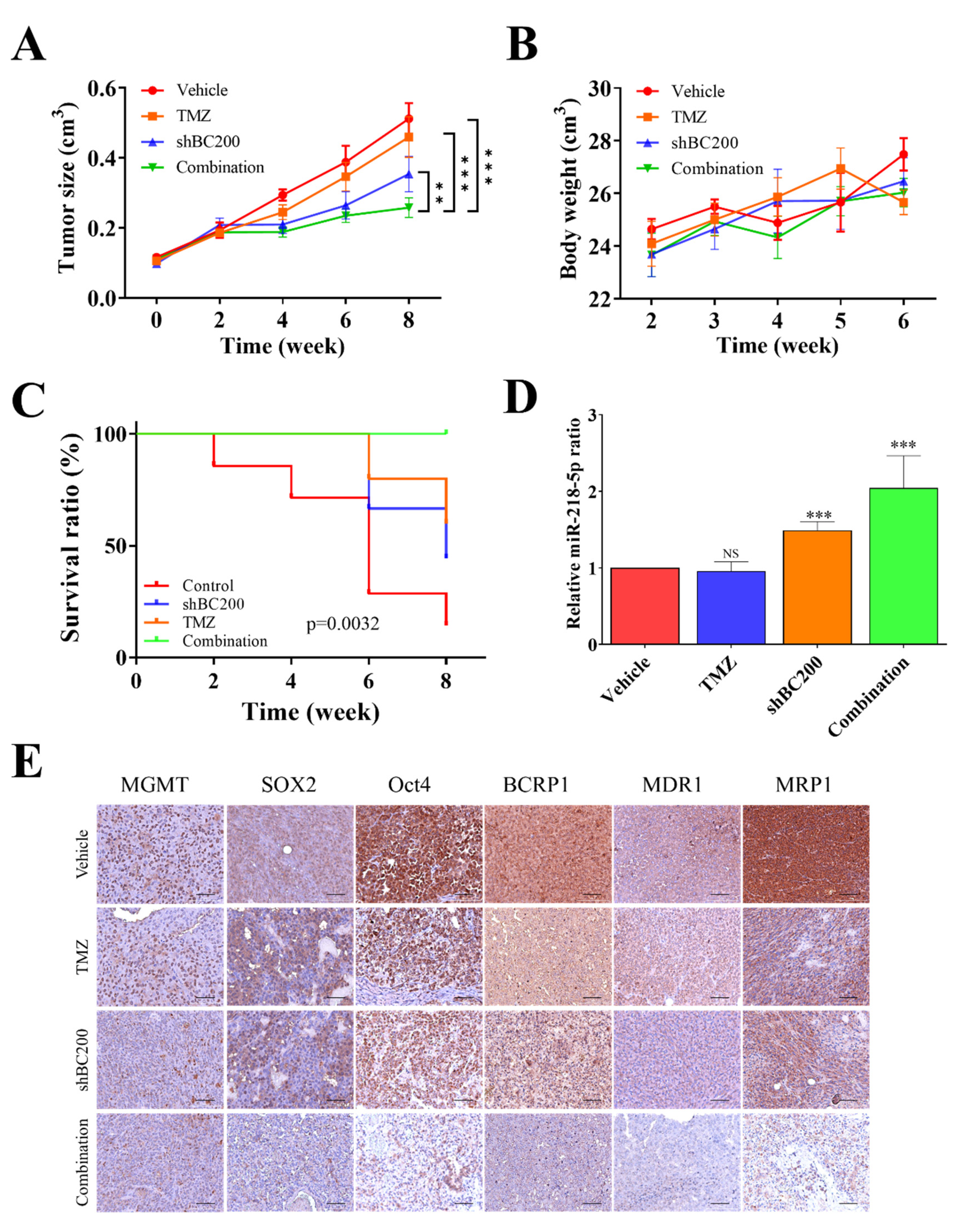 Cells 09 01859 g007 Cells 09 01859 g007