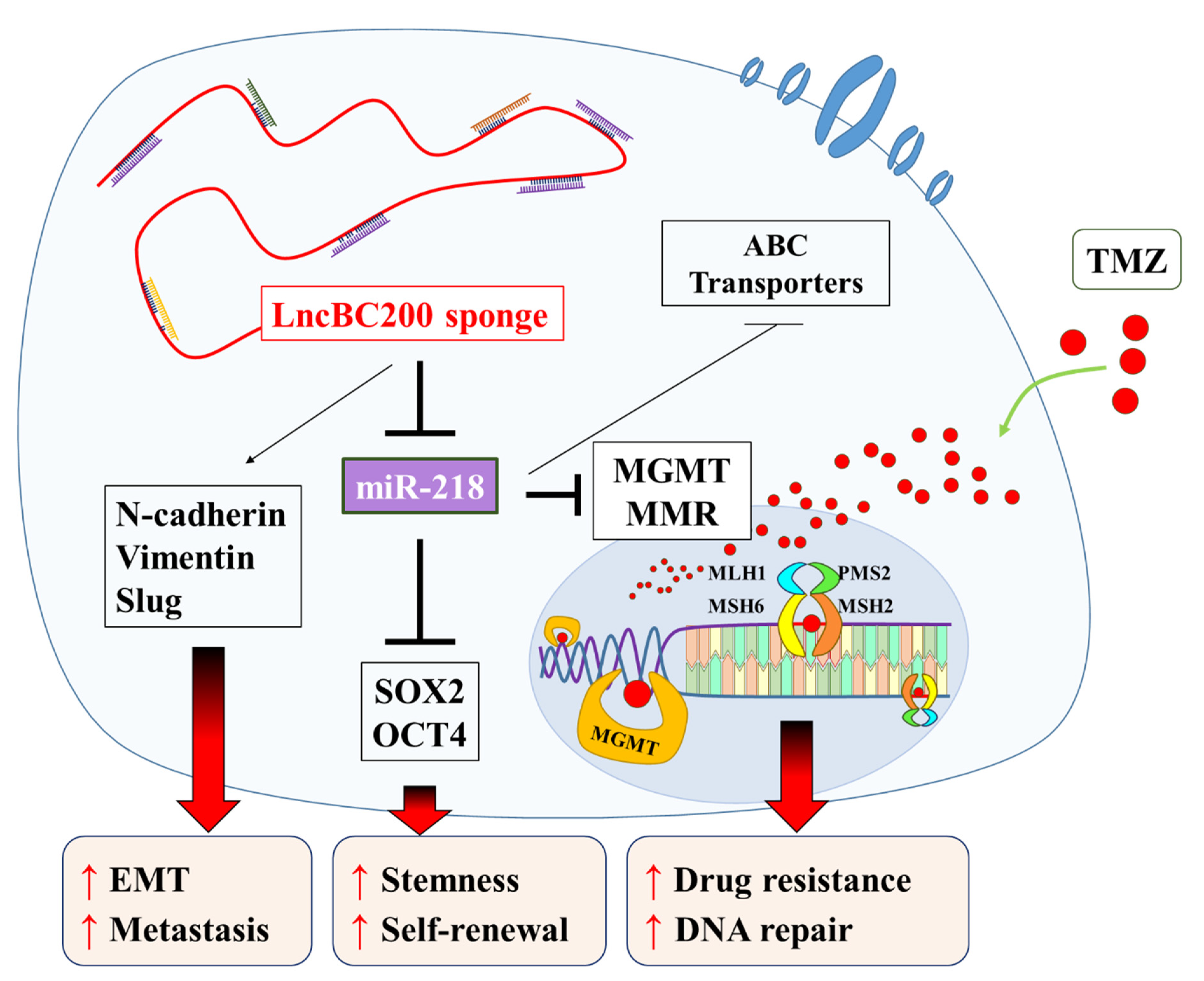 Cells 09 01859 g008 Cells 09 01859 g008
