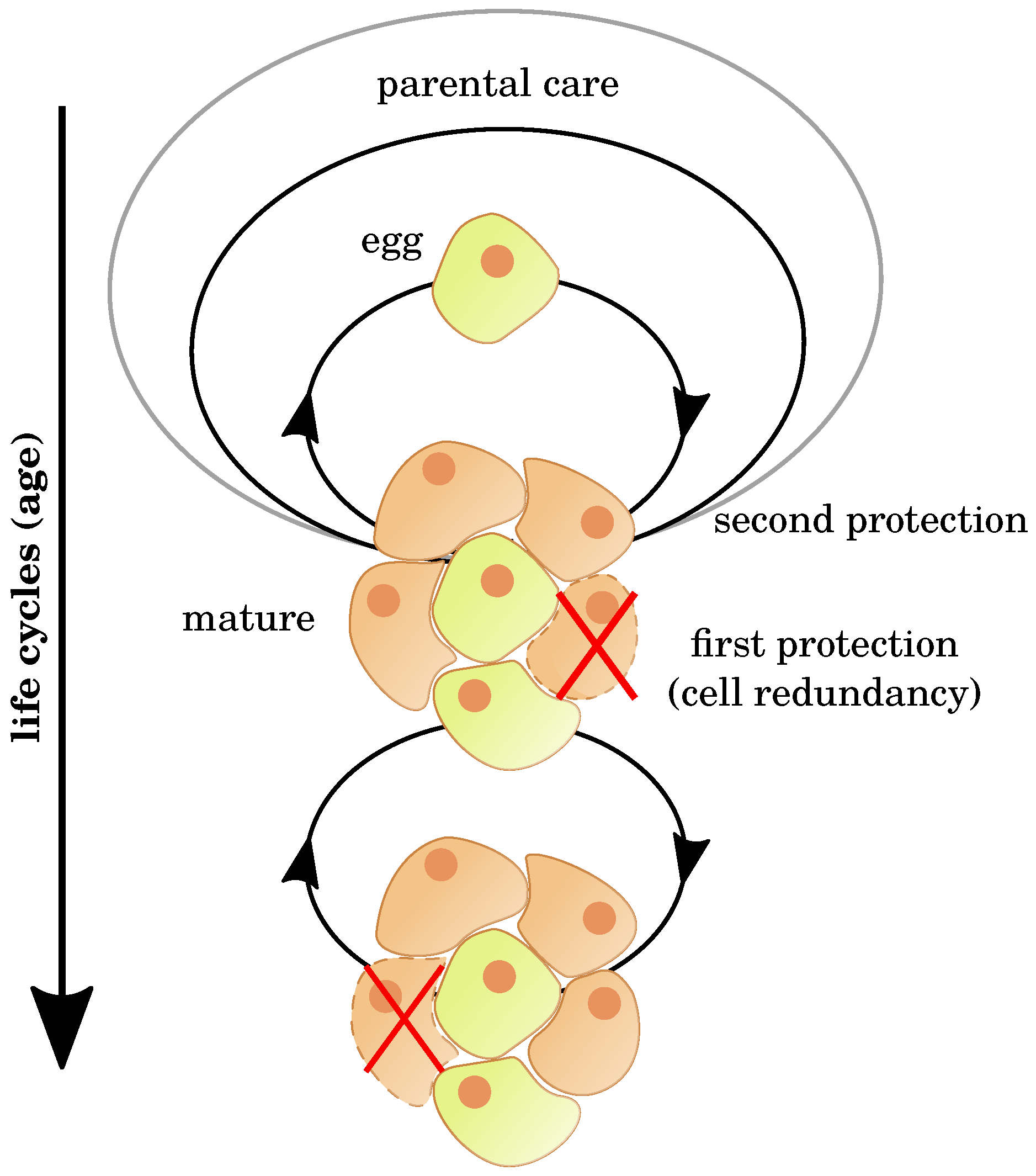 Cells | Free Full-Text | Robustness during Aging—Molecular 