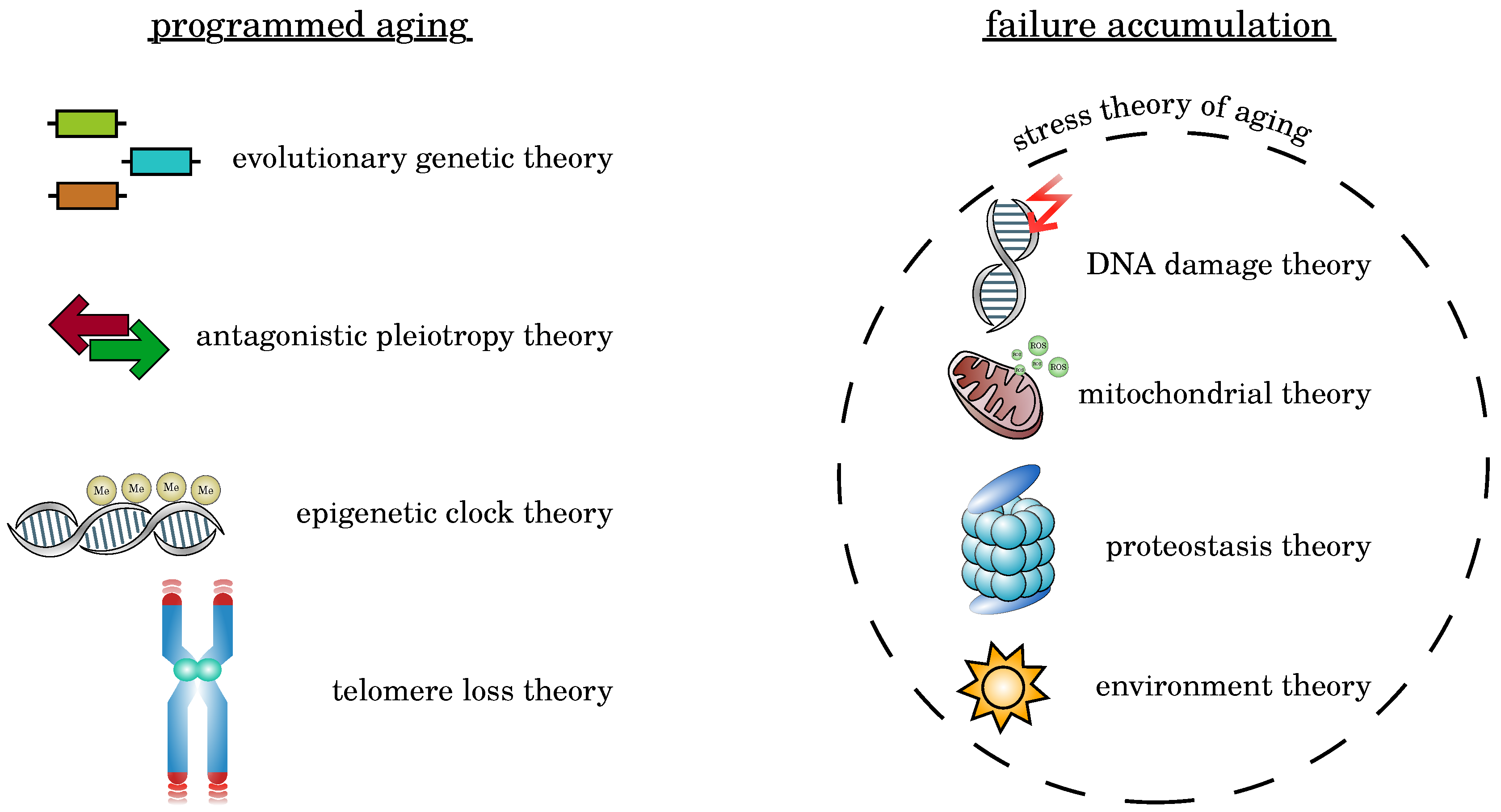 what are the micro theories of aging