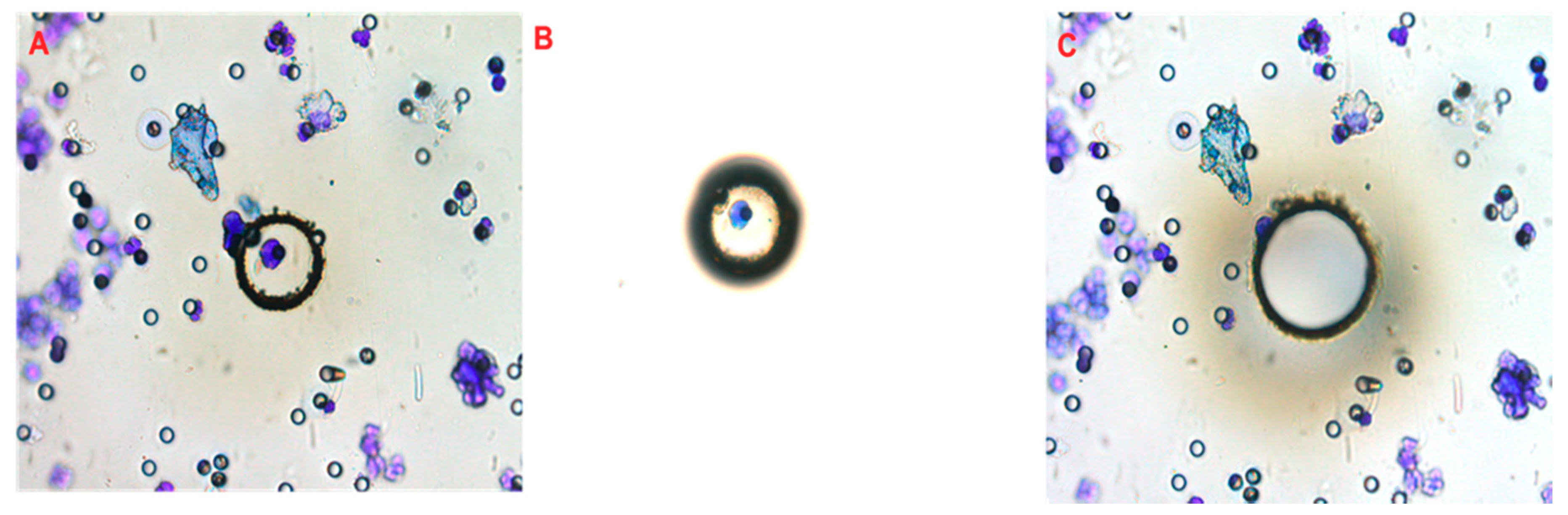 Cells 09 01863 g001 Cells 09 01863 g001