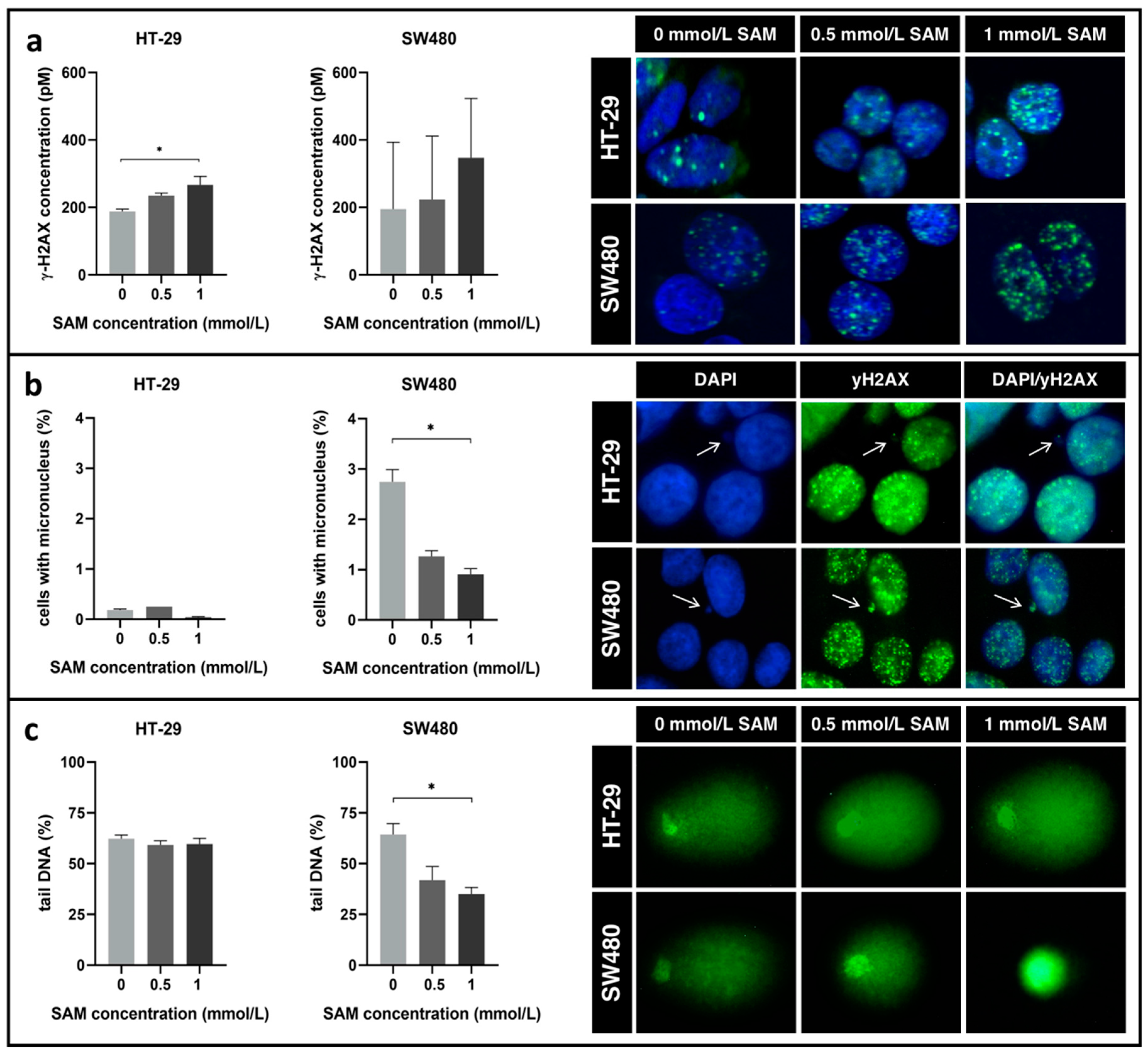 Cells 09 01864 g004 Cells 09 01864 g004