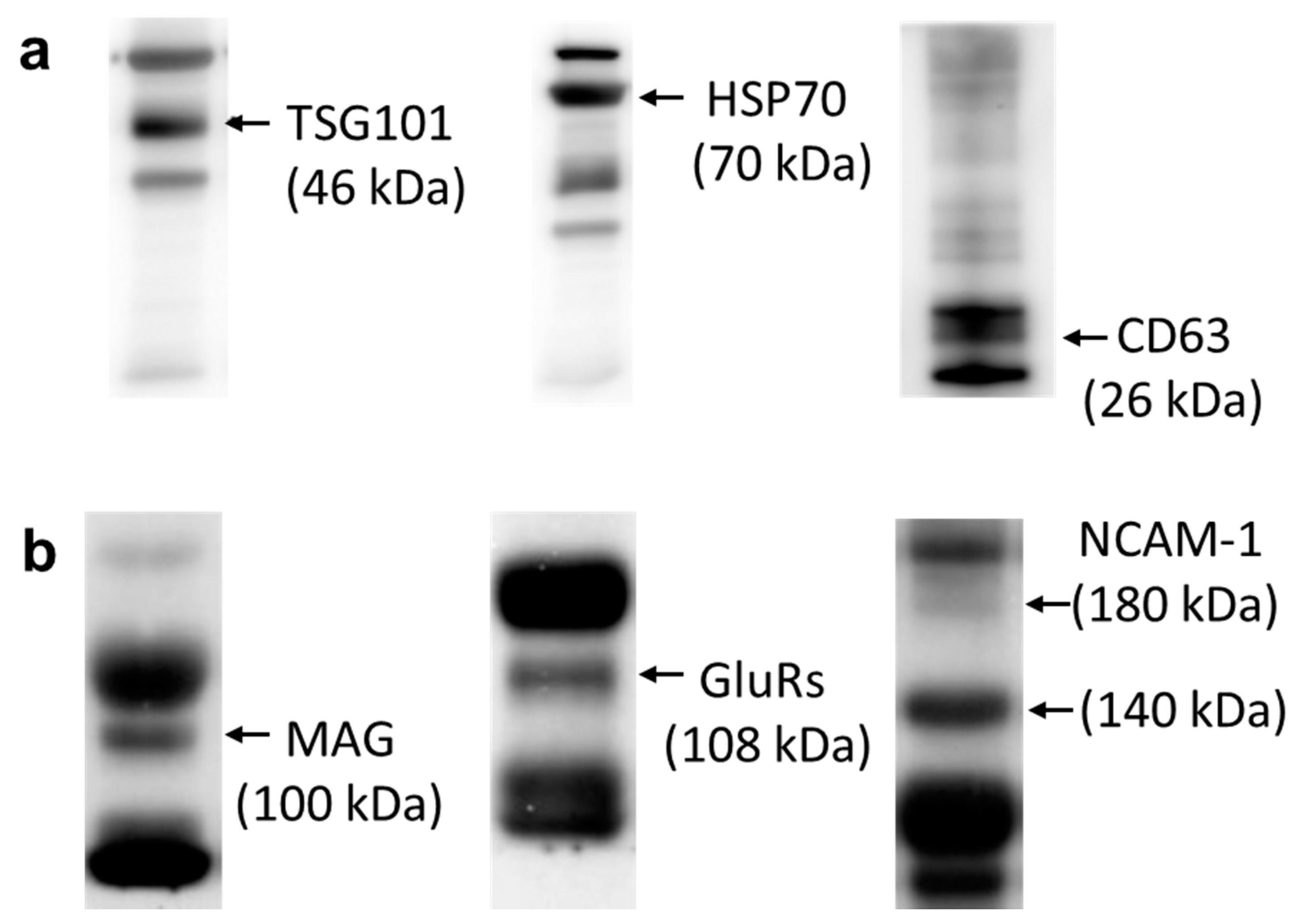 Cells 09 01867 g002 Cells 09 01867 g002