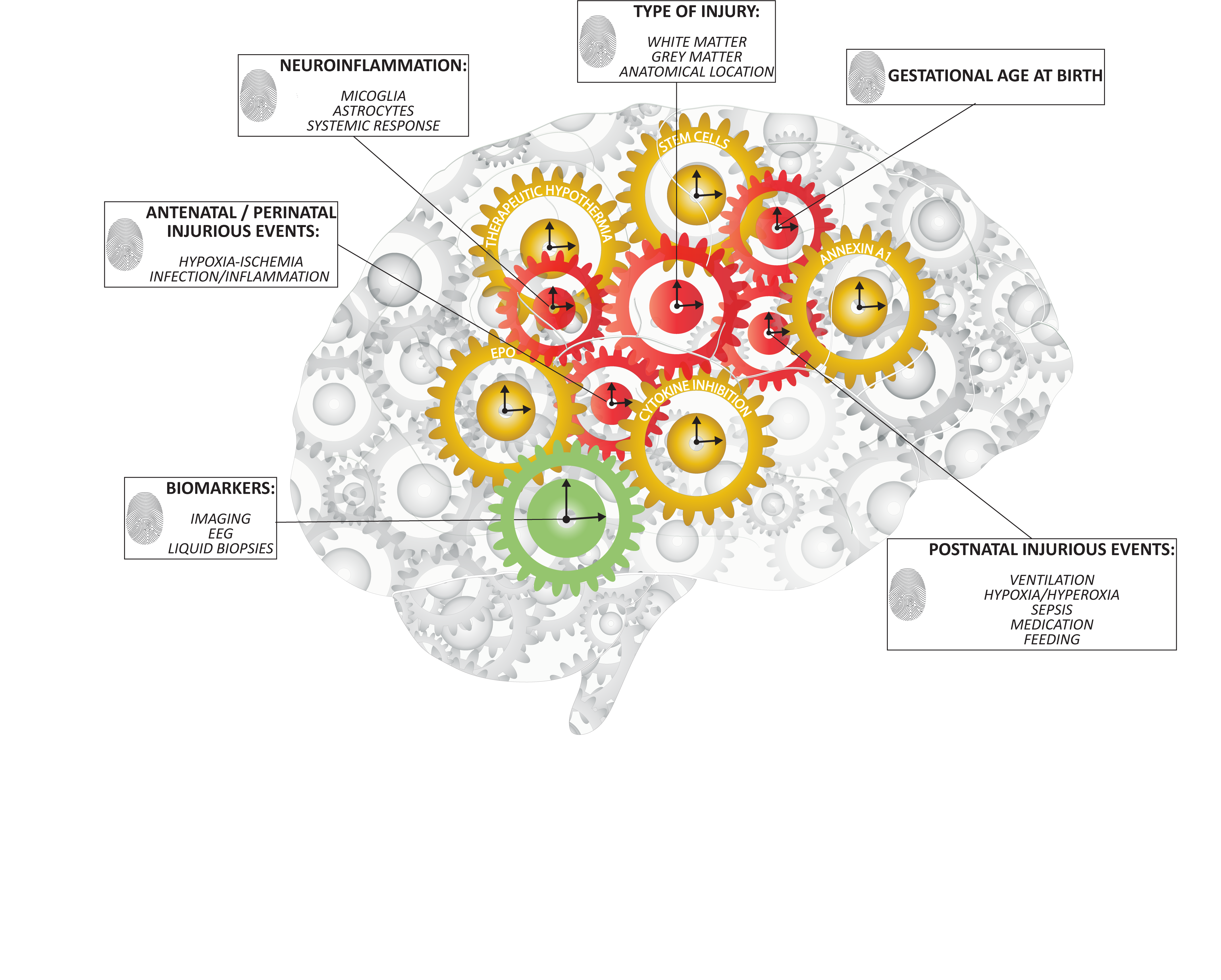 Cells Free Full Text Preterm Brain Injury Antenatal Triggers And Therapeutics Timing Is Key Html