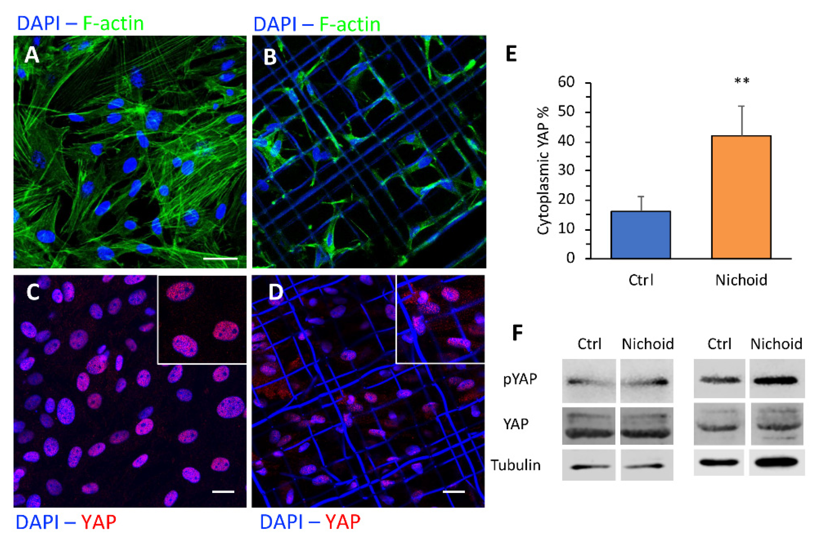 Cells 09 01873 g007 Cells 09 01873 g007