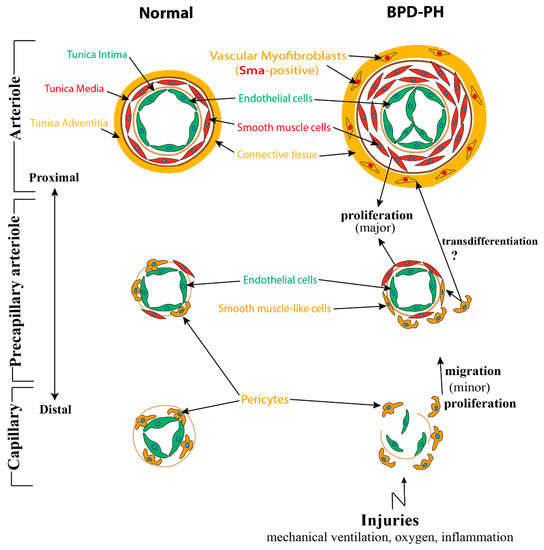 Cells 09 01875 g001 550