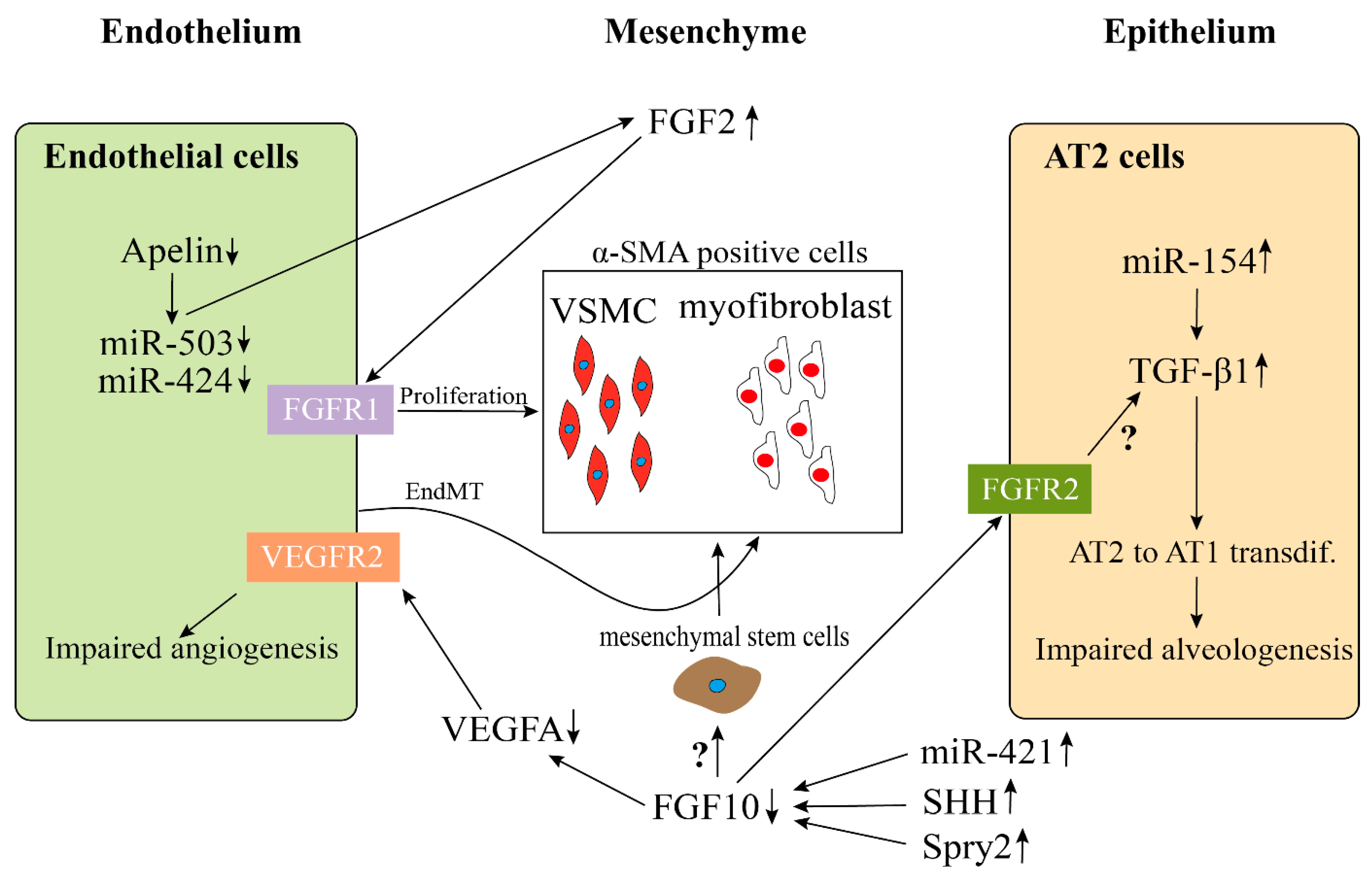 Cells 09 01875 g002 Cells 09 01875 g002