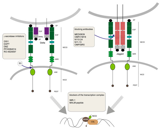 Cancer Stem Cells, Quo Vadis? The Notch Signaling Pathway in
