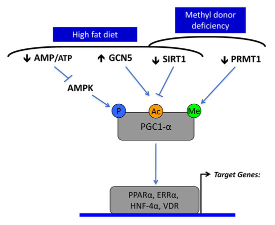 mrp1 glutathione sirt1 Sirt1-PPARS Cross-Talk in Complex Metabolic Diseases and Inherited Disorders of the One Carbon Metabolism Kojiglo Gold Cream–Kojic Acid