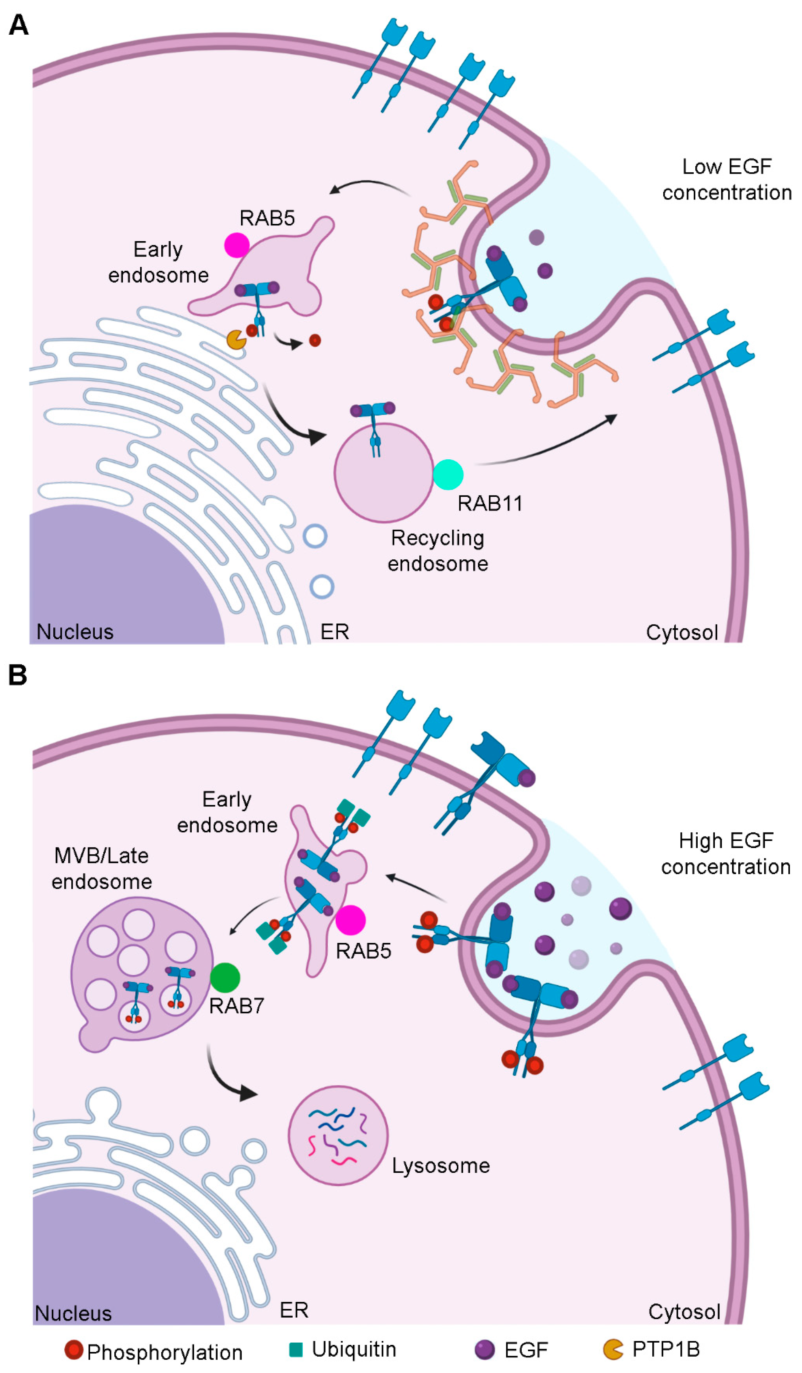 cells-free-full-text-role-of-egfr-in-the-nervous-system-html