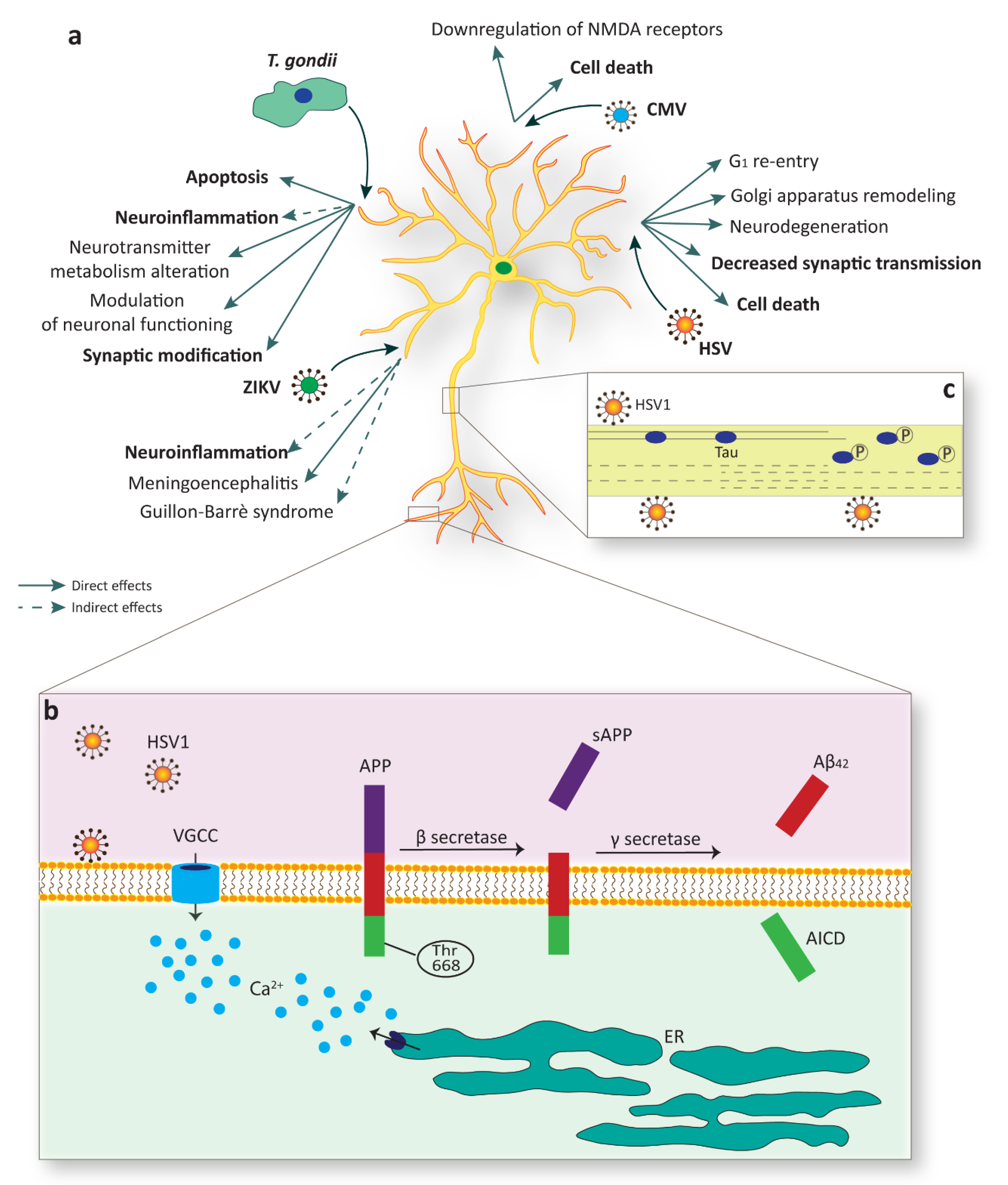Cells 09 01893 g003