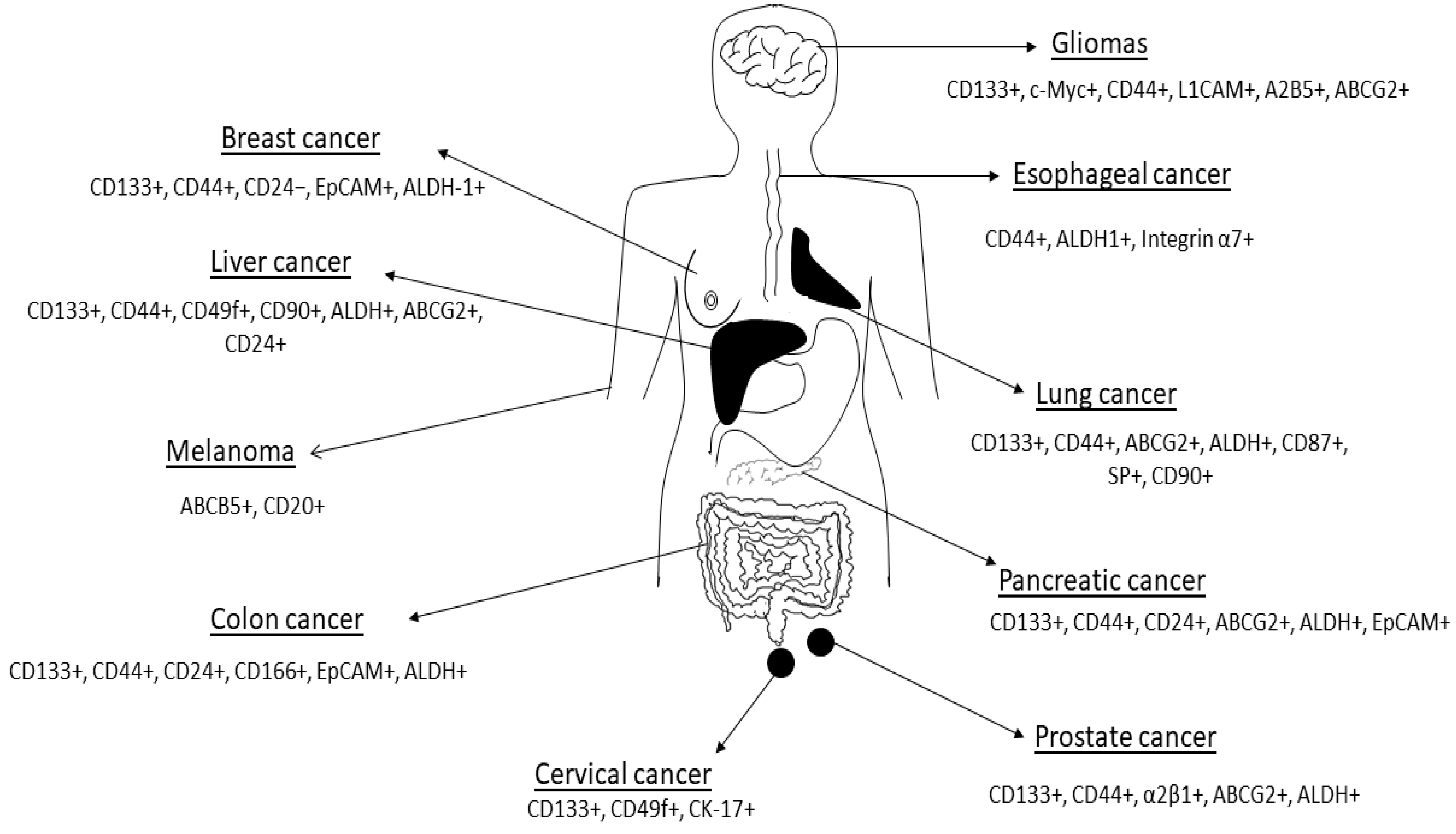 Cells Free Full Text Advances In Therapeutic Targeting Of Cancer Stem Cells Within The Tumor Microenvironment An Updated Review Html