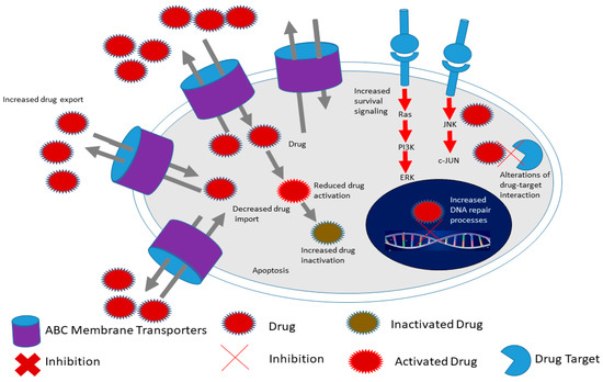 Advances in Therapeutic Targeting of Cancer Stem Cells
