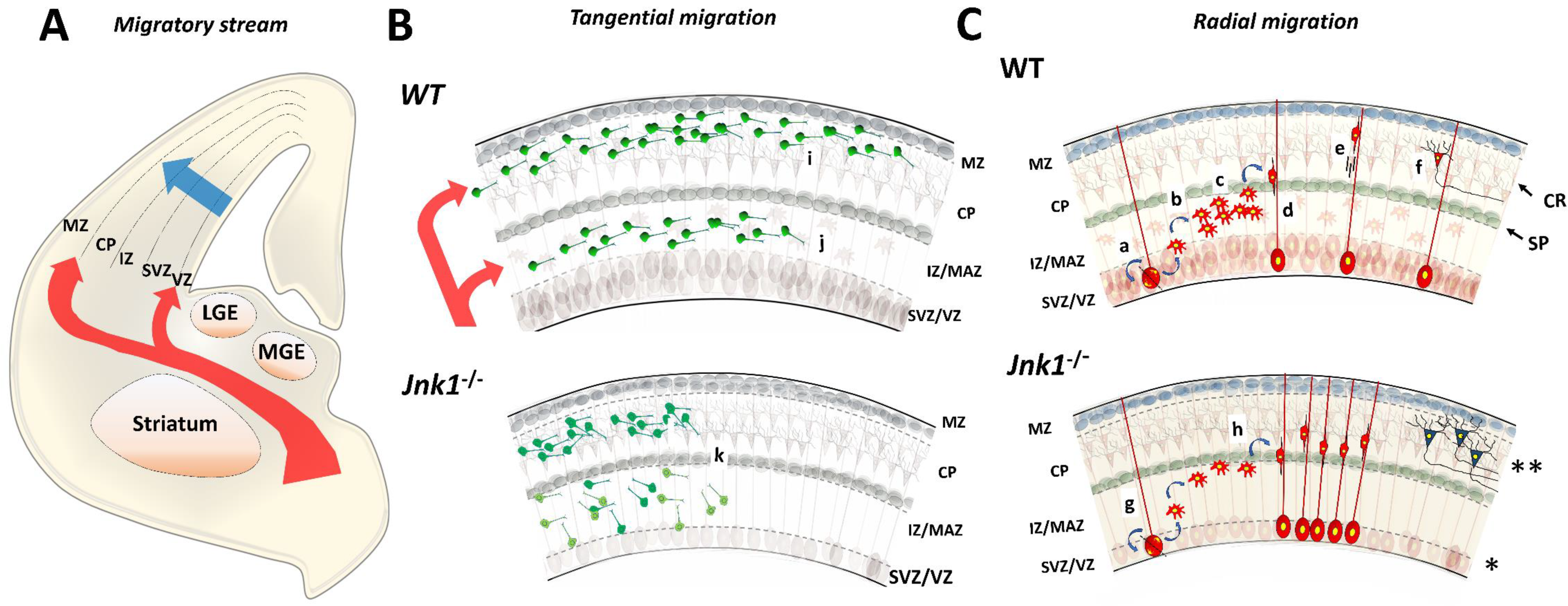 Cells 09 01897 g004 Cells 09 01897 g004