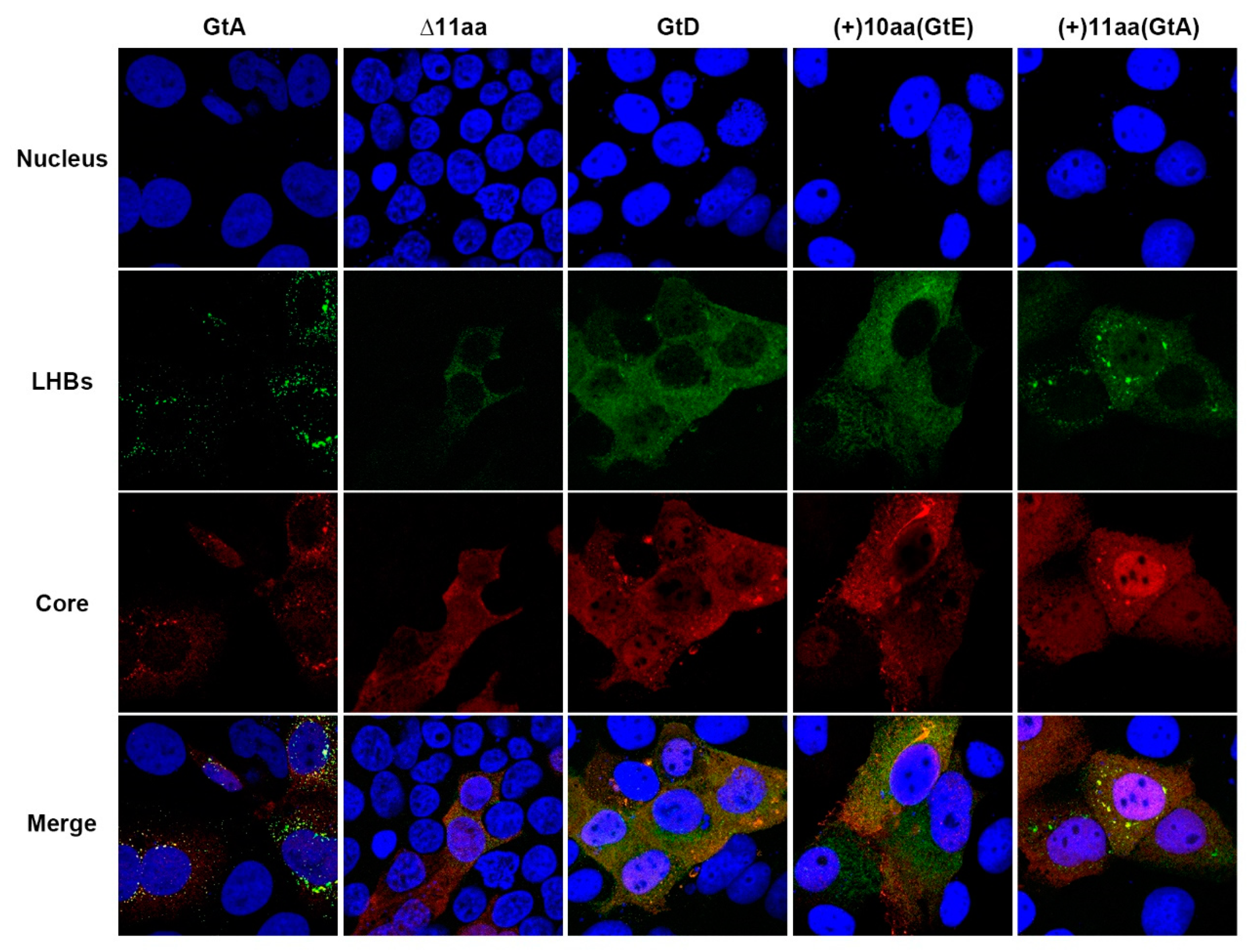 Cells 09 01898 g003 Cells 09 01898 g003