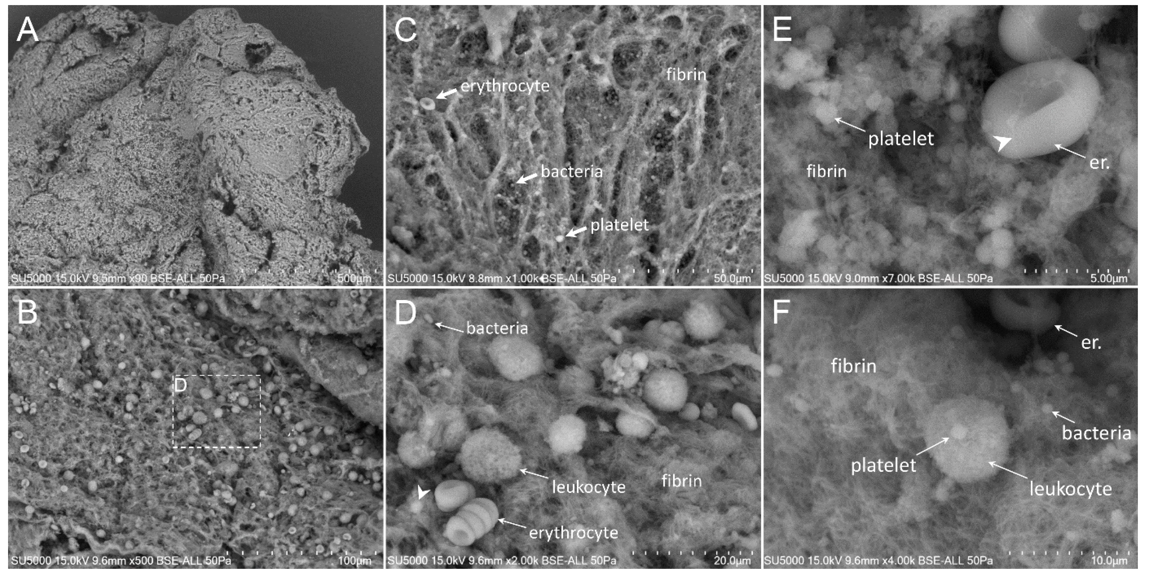 Cells 09 01899 g002 Cells 09 01899 g002