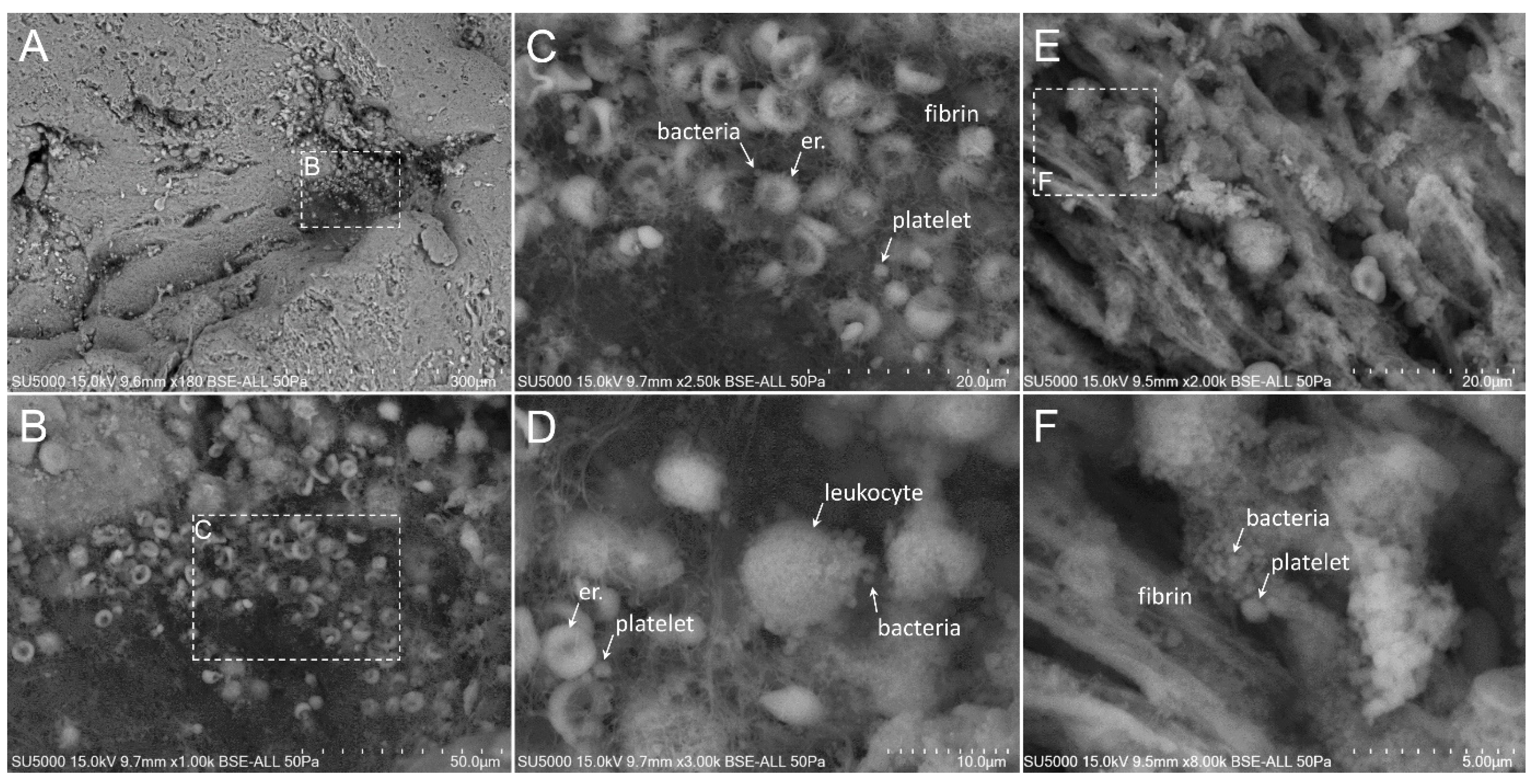 Cells 09 01899 g003 Cells 09 01899 g003