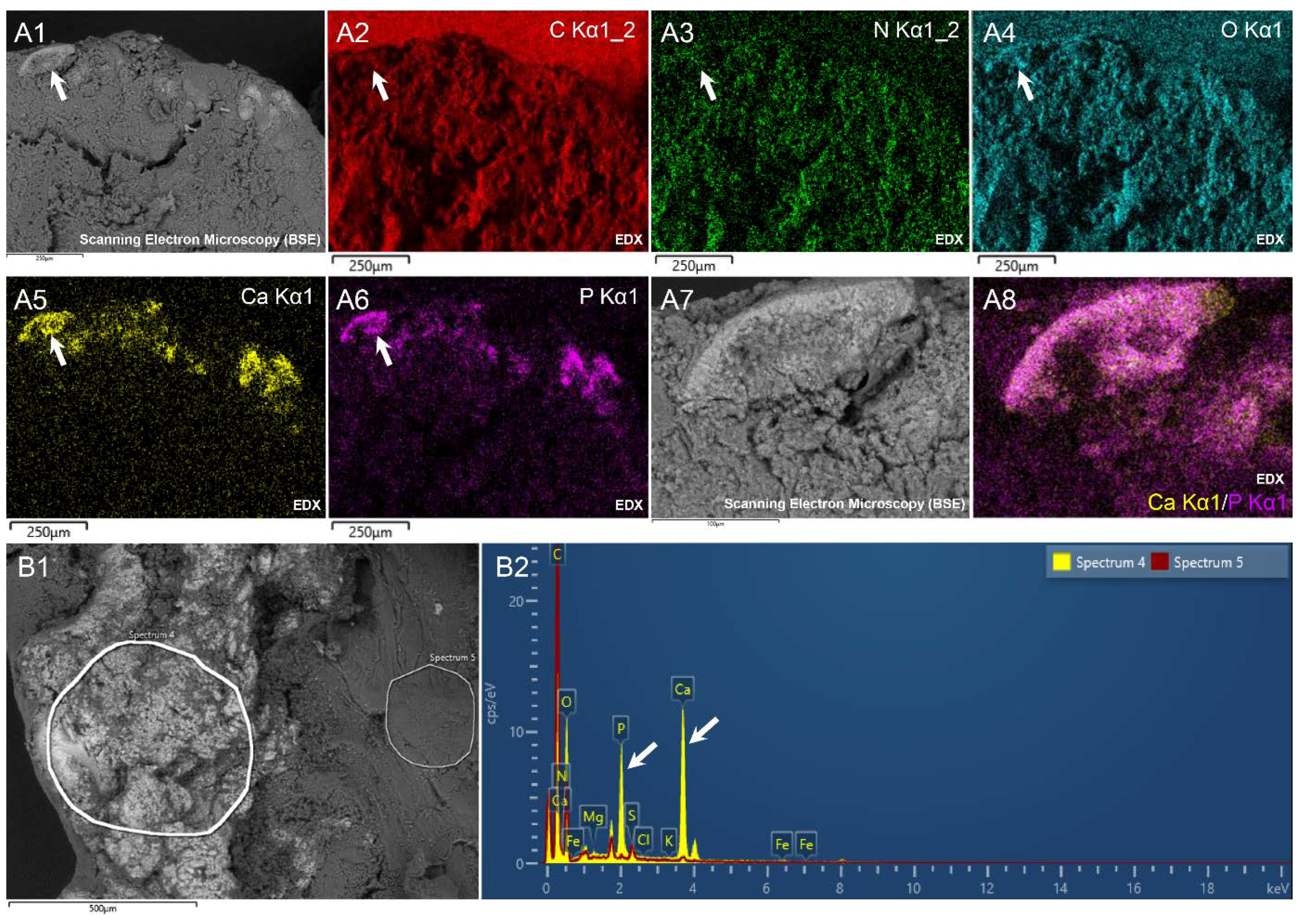Cells 09 01899 g006 Cells 09 01899 g006