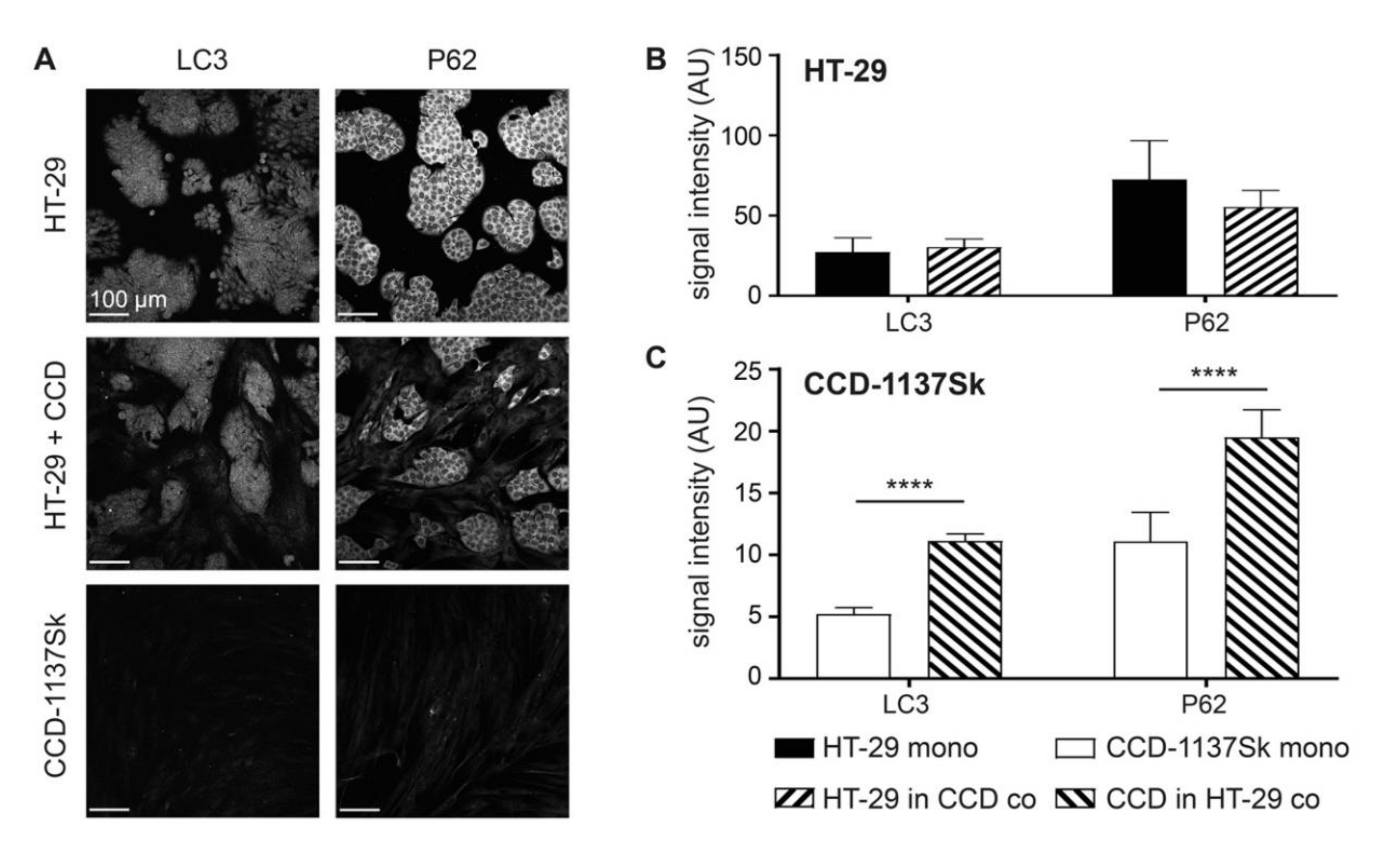 Cells 09 01900 g003 Cells 09 01900 g003