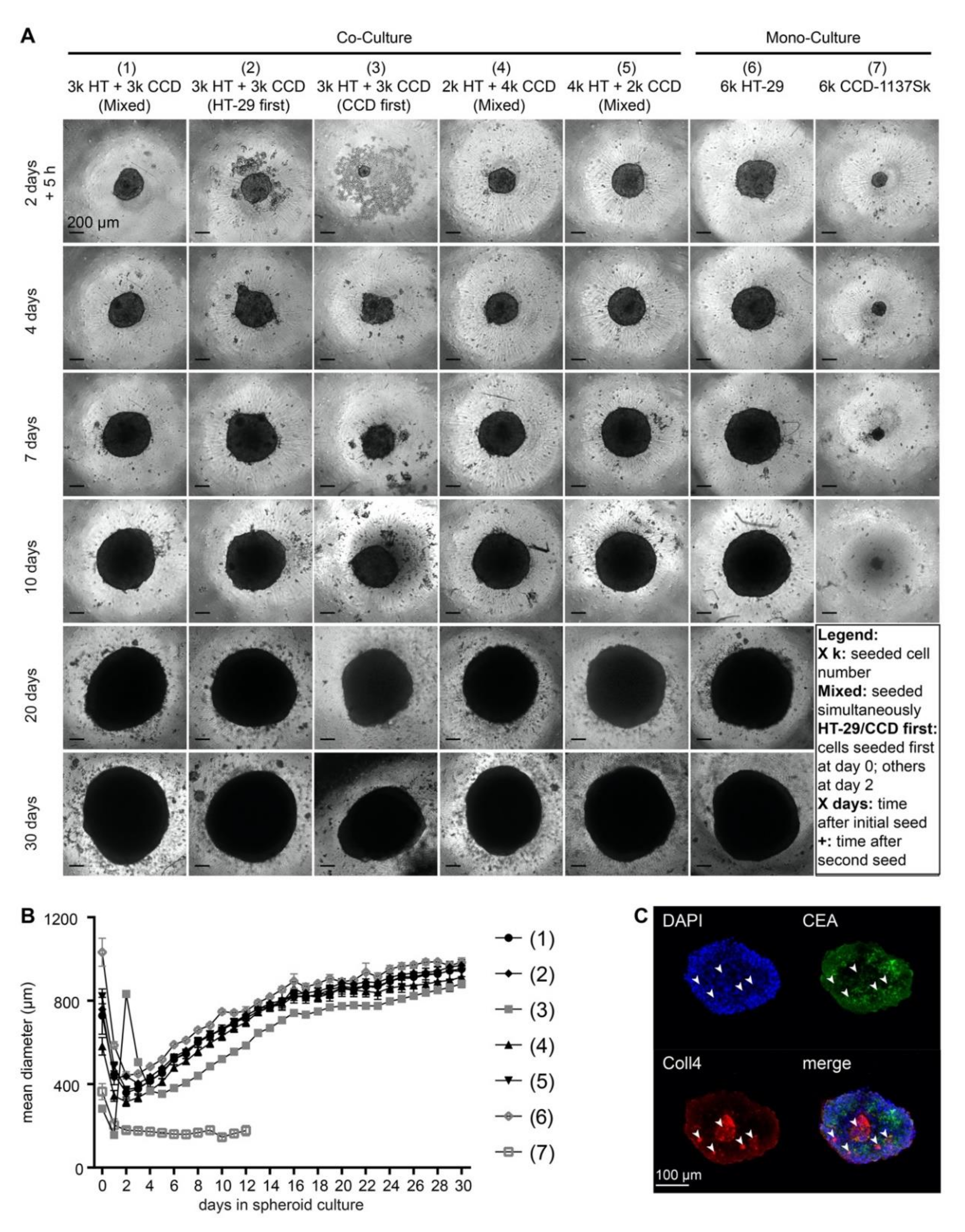 Cells 09 01900 g004 Cells 09 01900 g004